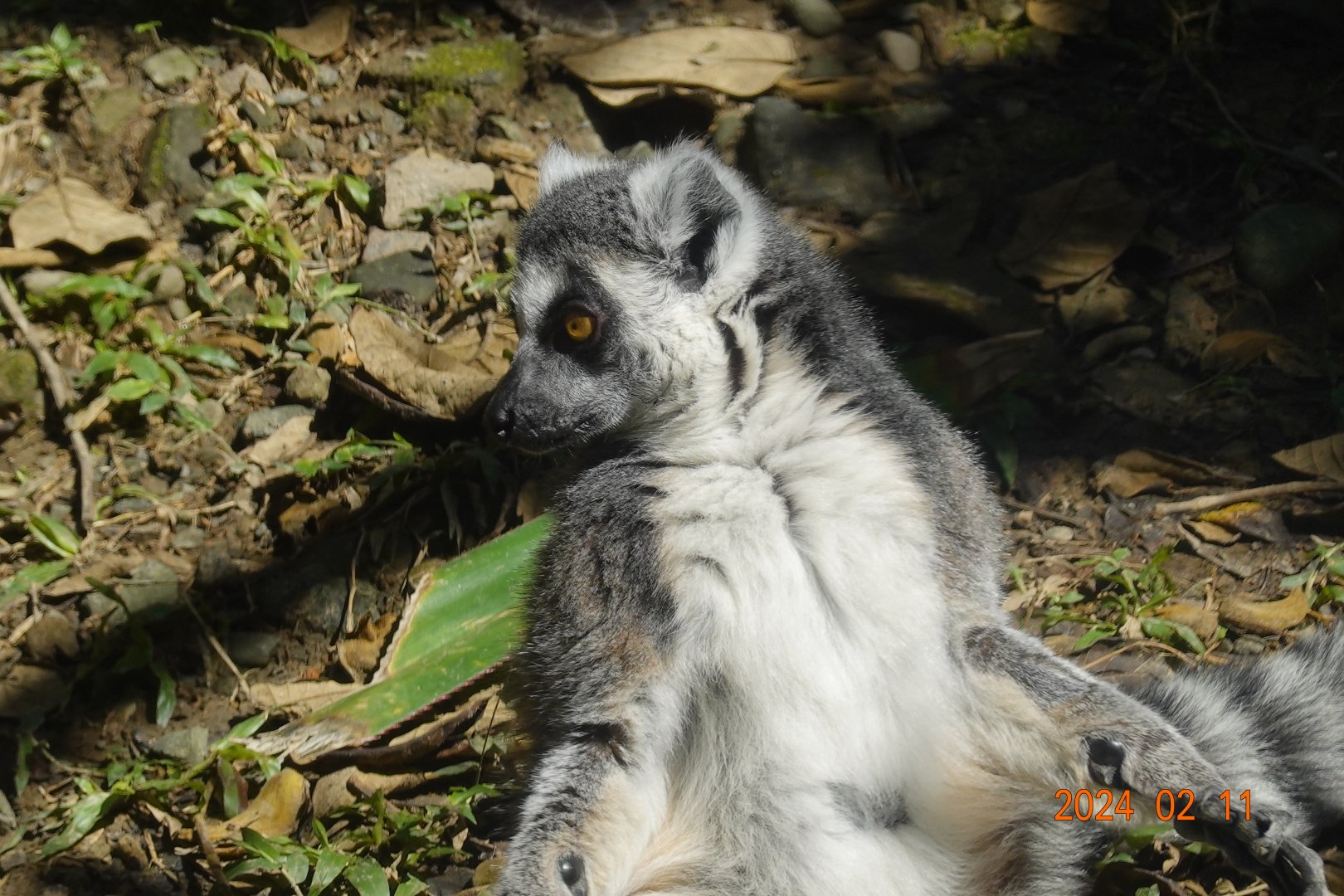 Ring-tailed Lemur (Lumur catta)