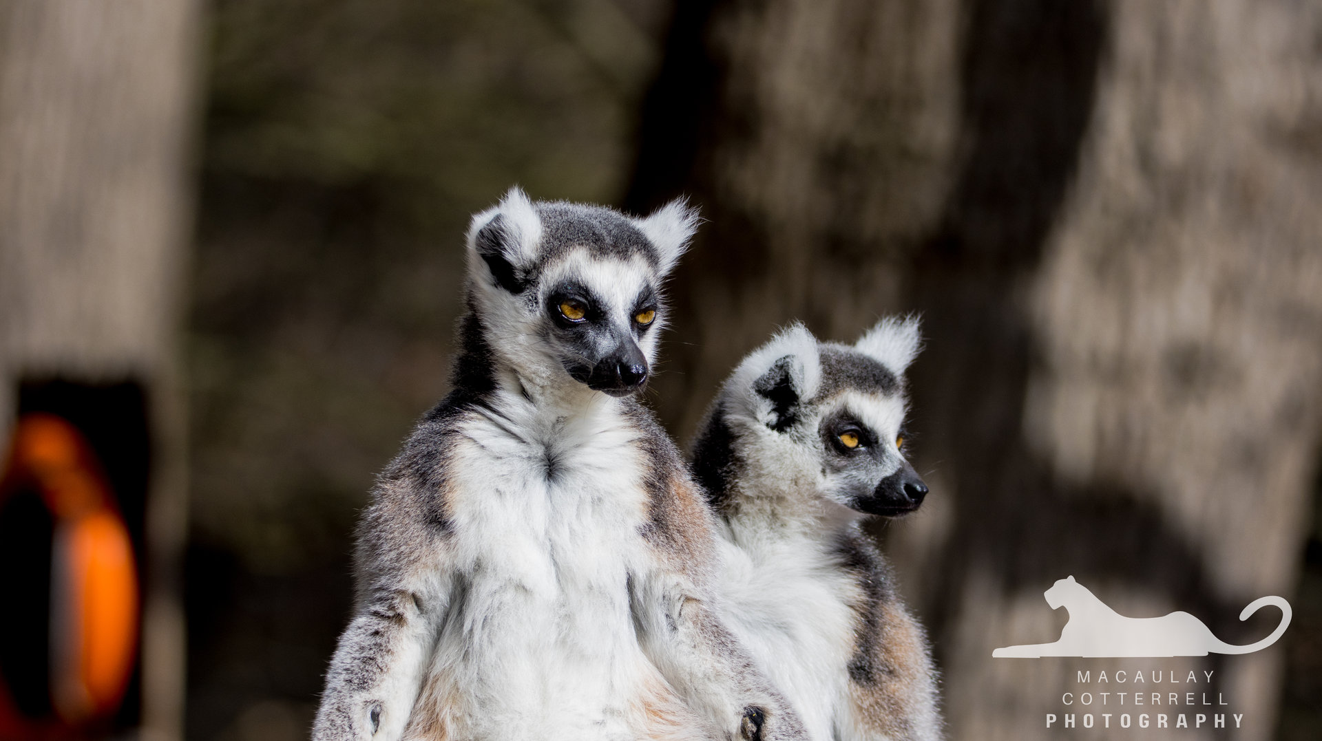 Ring-Tailed Lemur - March 2023 II