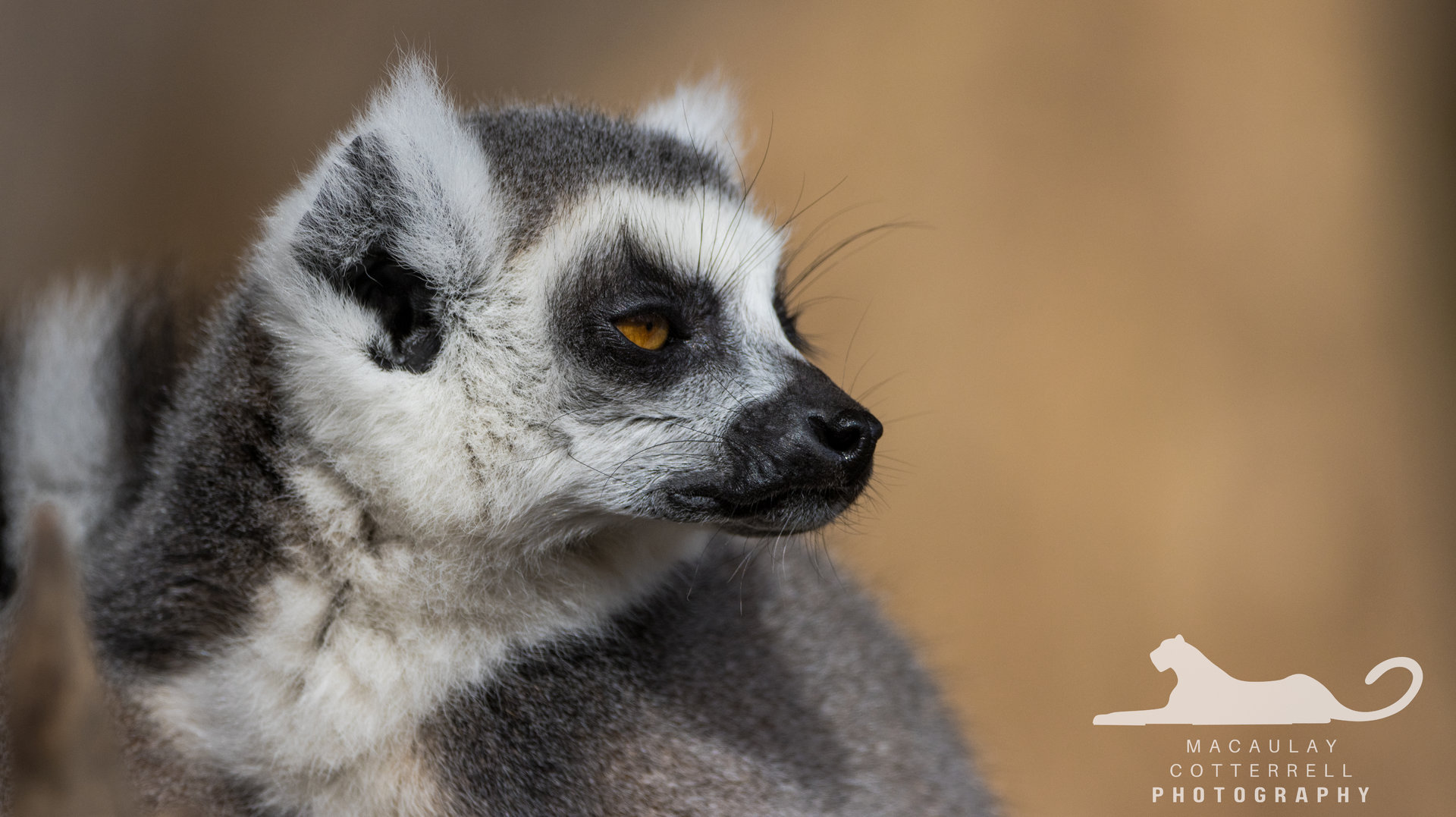 Ring-Tailed Lemur - March 2023