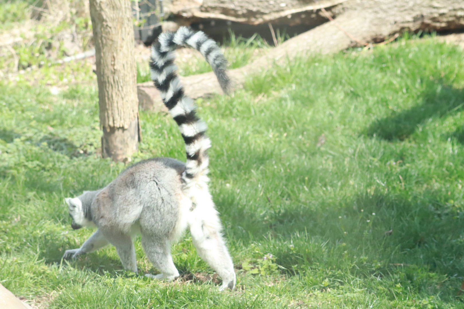 Ring-Tailed Lemur- March 2024
