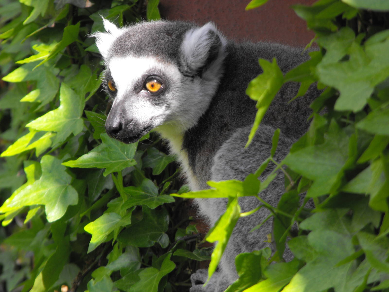 Ring Tailed Lemur, Marwell Wildlife