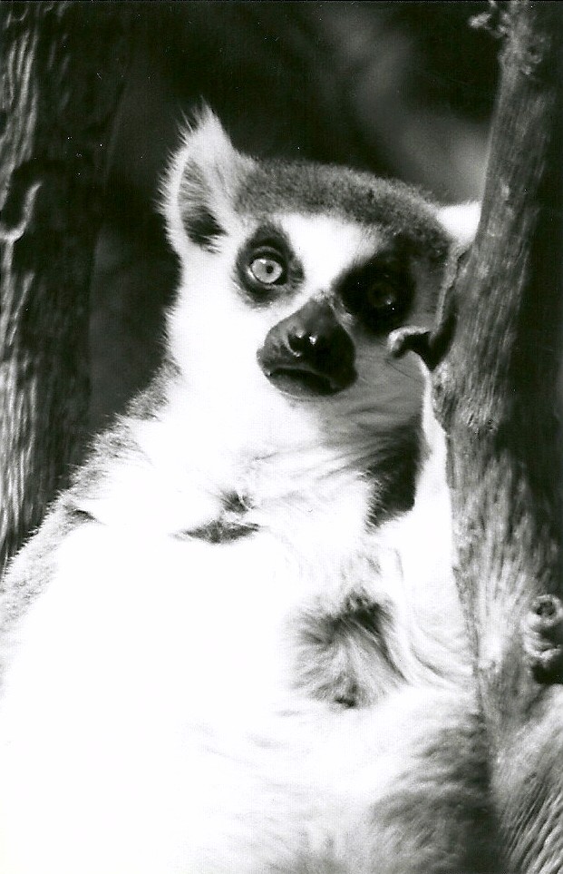 Ring-tailed Lemur - May 1982