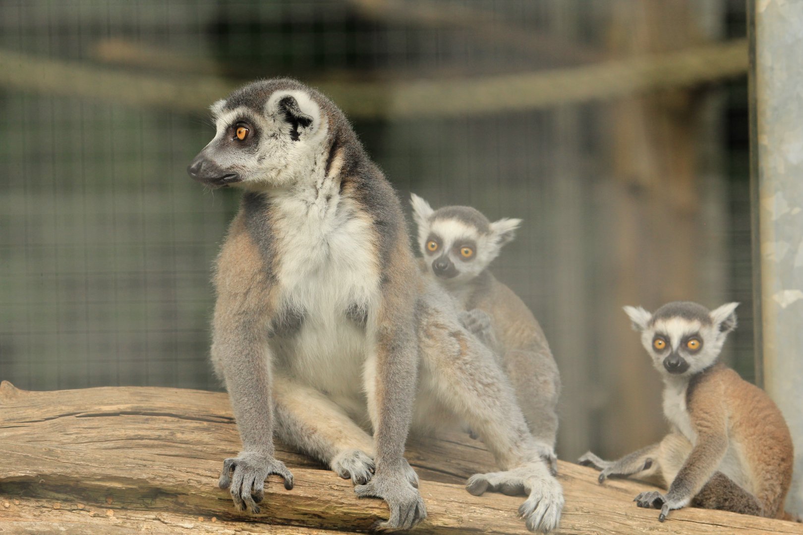 Ring-tailed lemur (May 2018)
