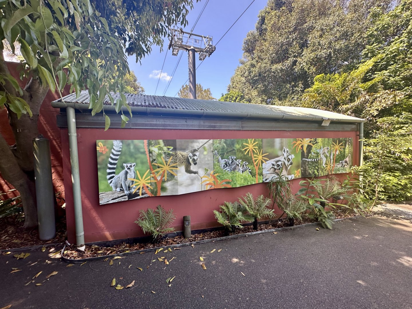 Ring-tailed Lemur Night House