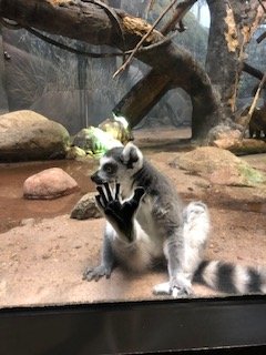 Ring-Tailed lemur-Omaha's Henry Doorly zoo-2015