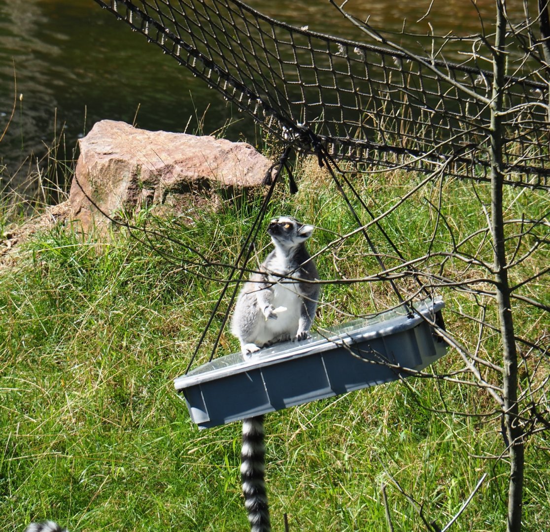 Ring-tailed lemur on enrichment feeding box