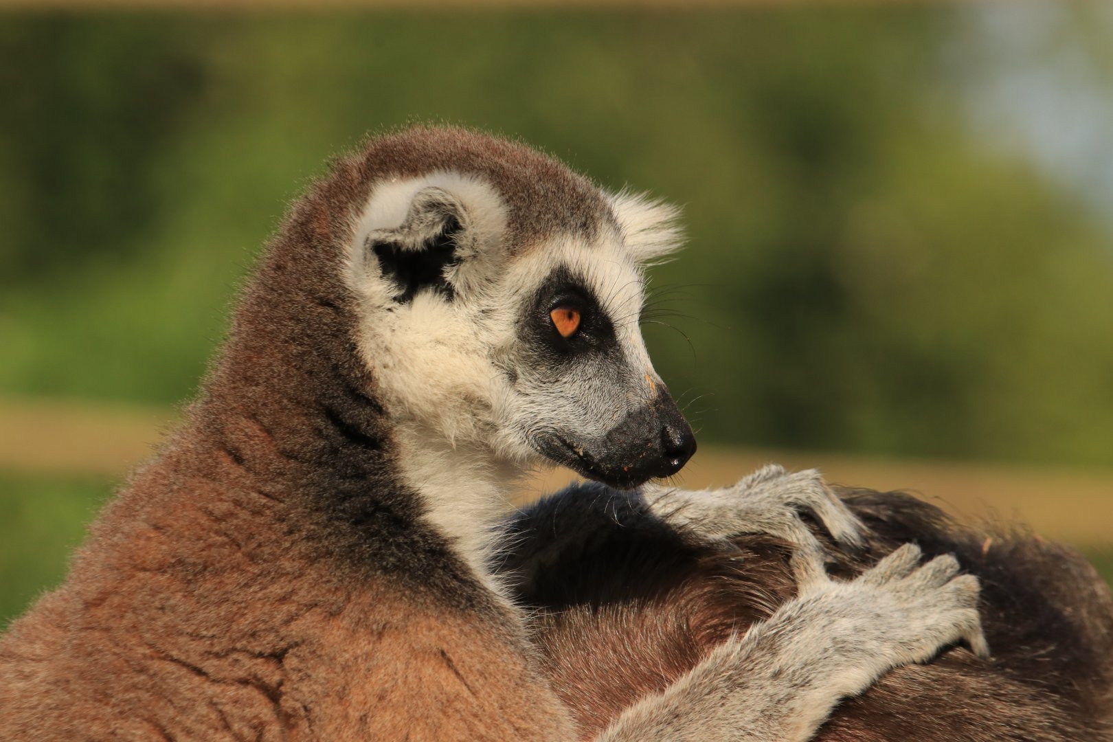 Ring-tailed lemur on the head of visitor (July 2019)