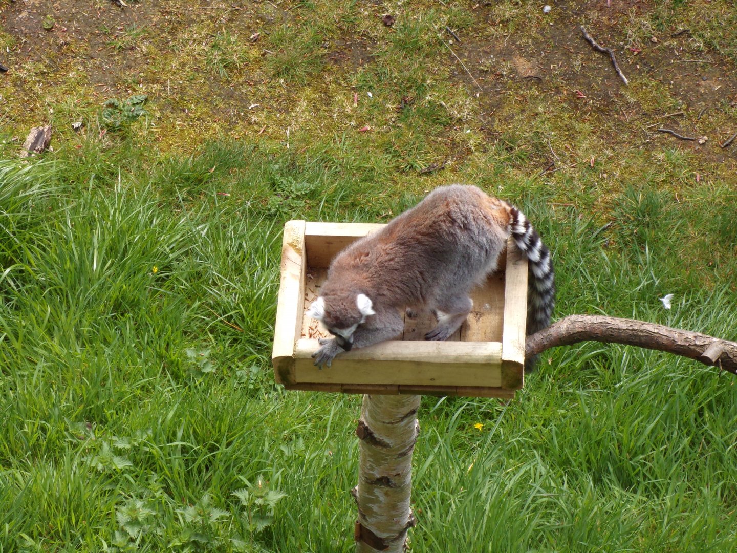 Ring-tailed lemur on unusual climbing structure 20.4.25