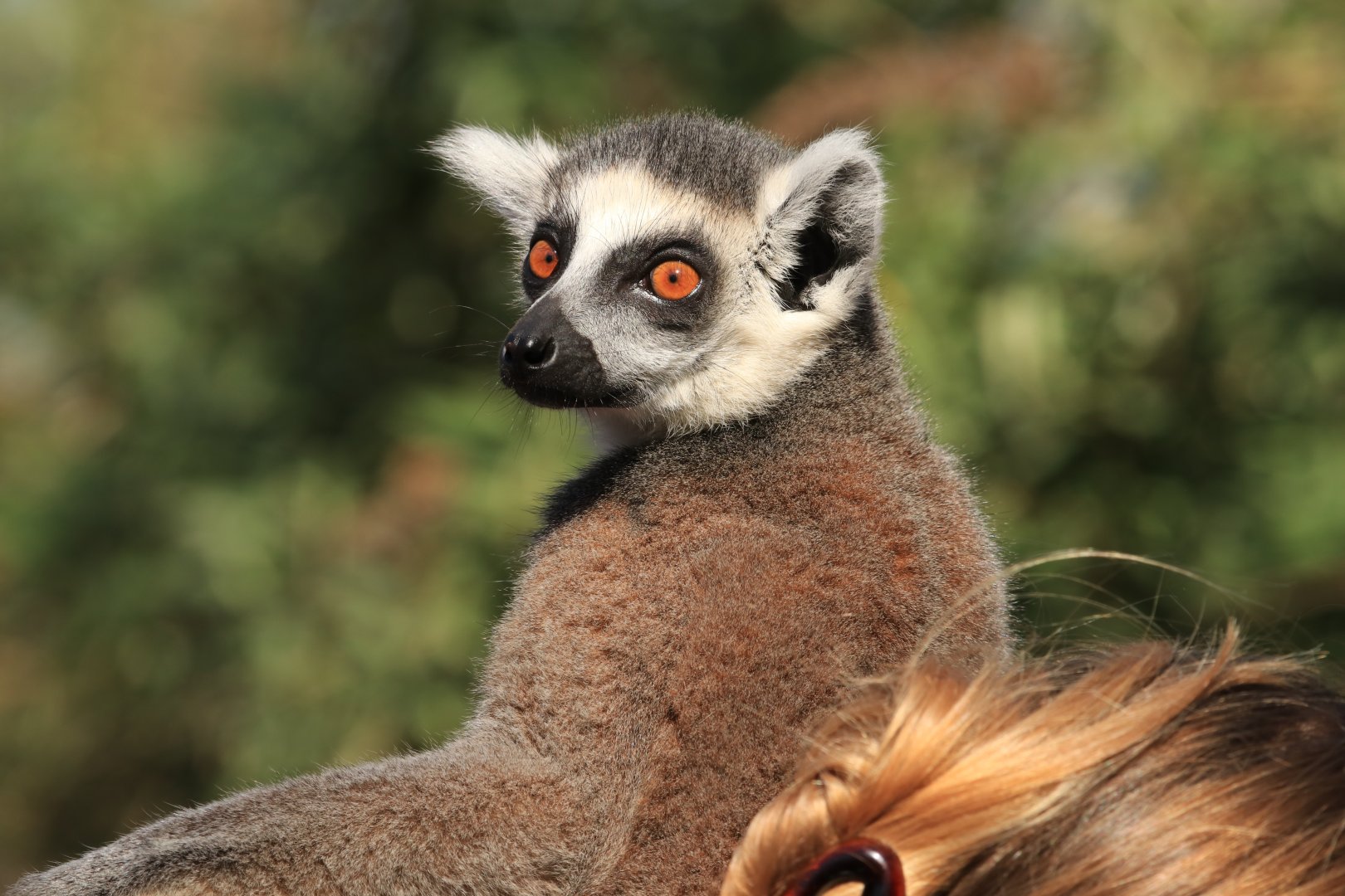Ring-Tailed Lemur on visitor head (April 2019)