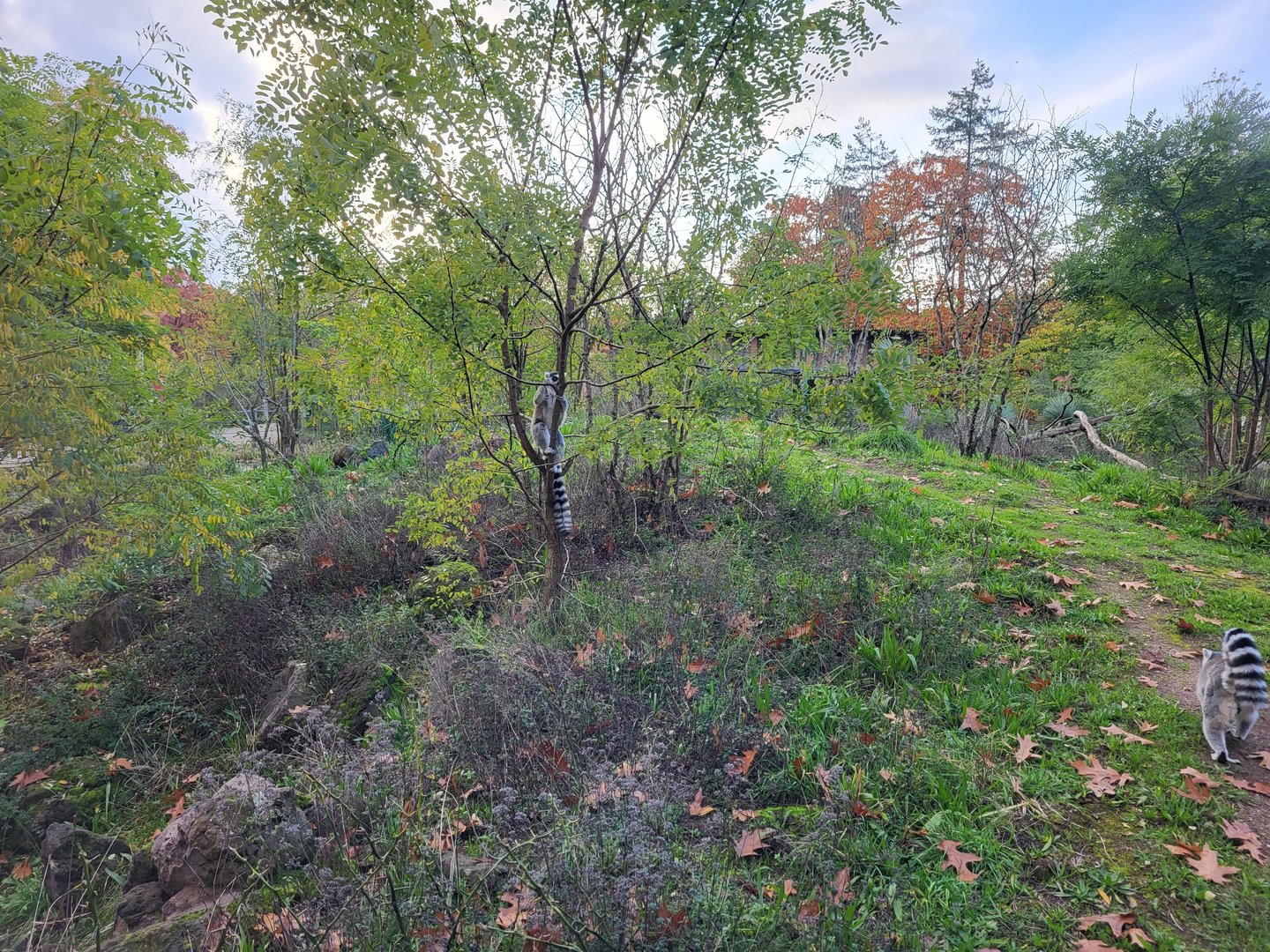 Ring-tailed lemur outdoor enclosure