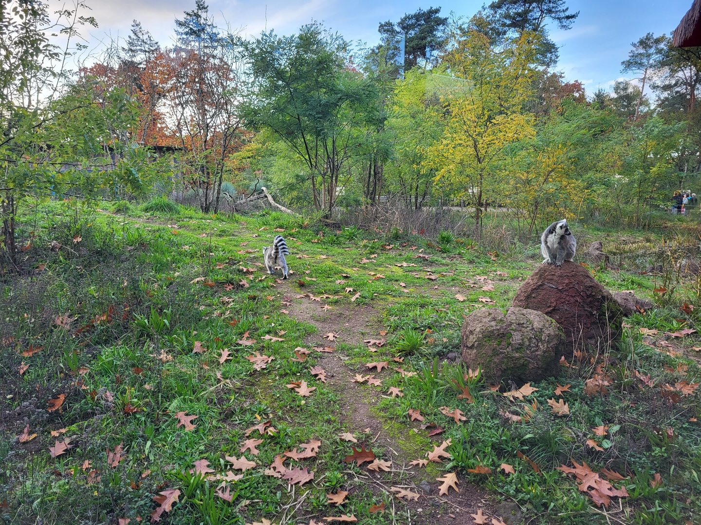 Ring-tailed lemur outdoor enclosure
