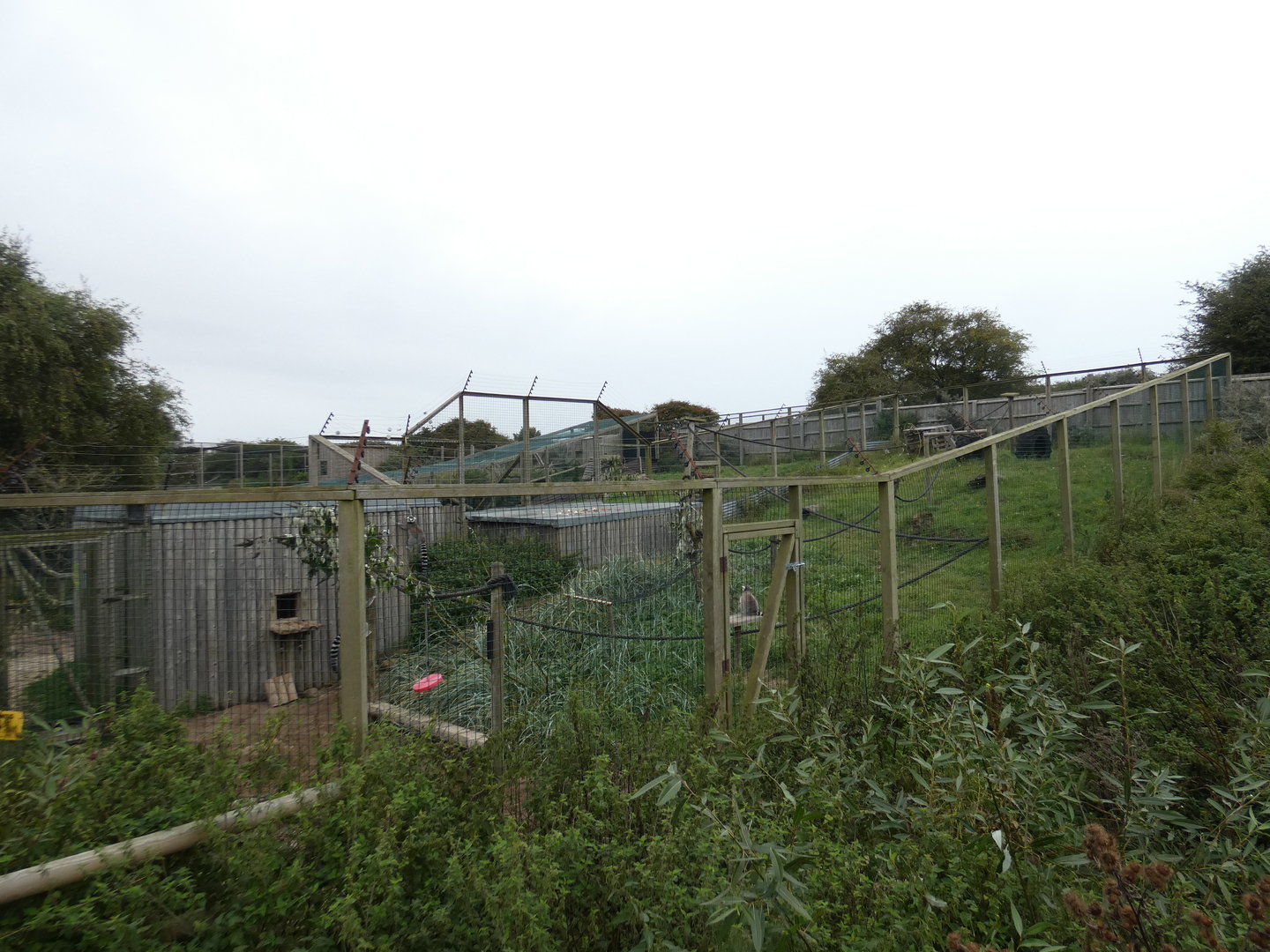 Ring-tailed lemur outdoor enclosure