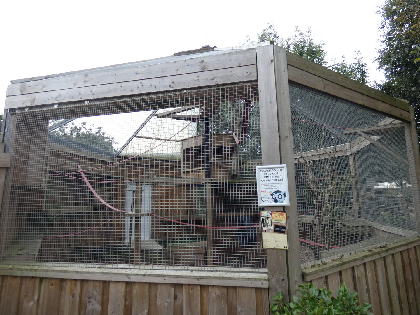 Ring-tailed lemur outdoor enclosure