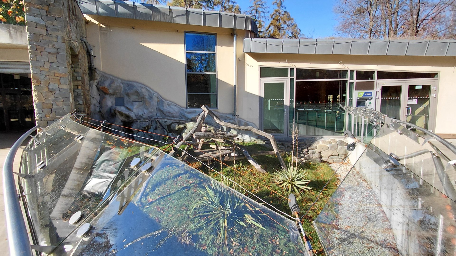 Ring-tailed lemur outdoor exhibit #1