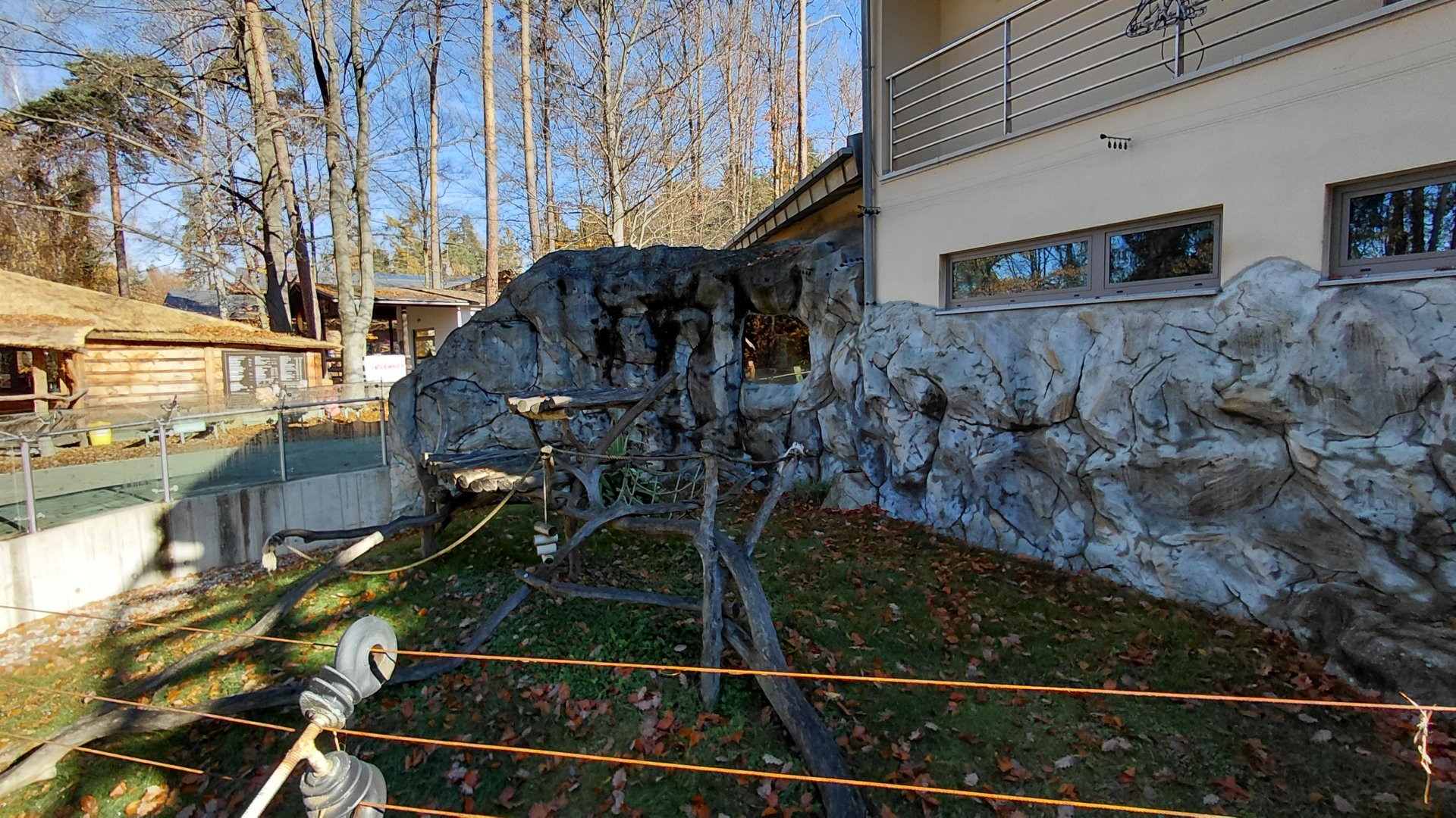 Ring-tailed lemur outdoor exhibit #2
