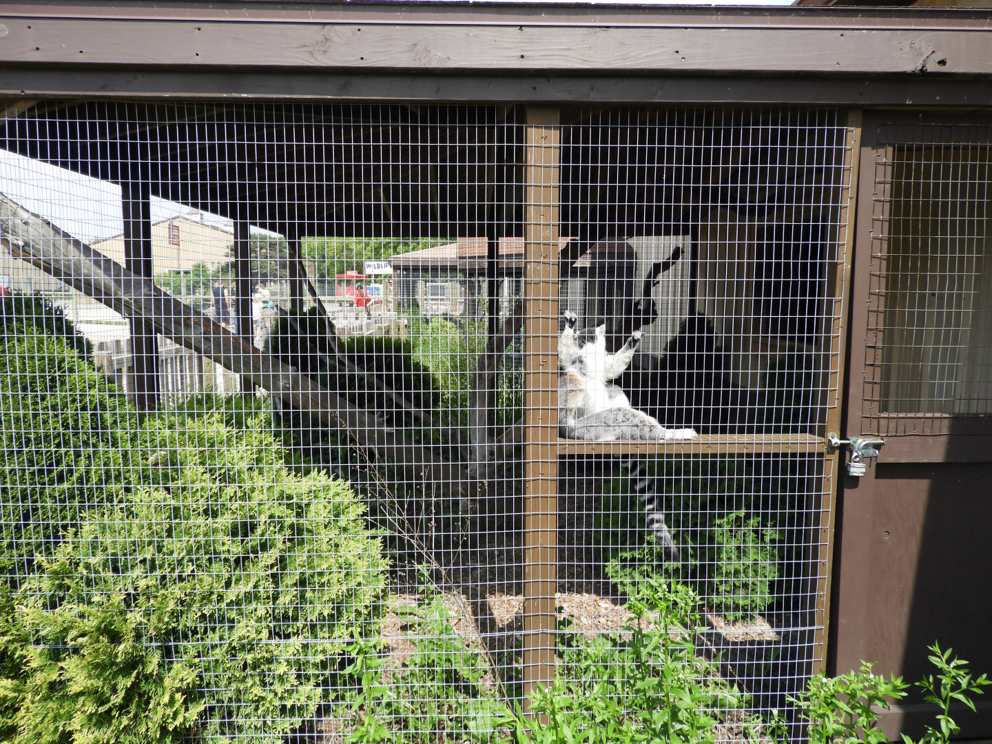 Ring-Tailed Lemur outdoor exhibit - Baby Barn - Animal Gardens Petting Zoo