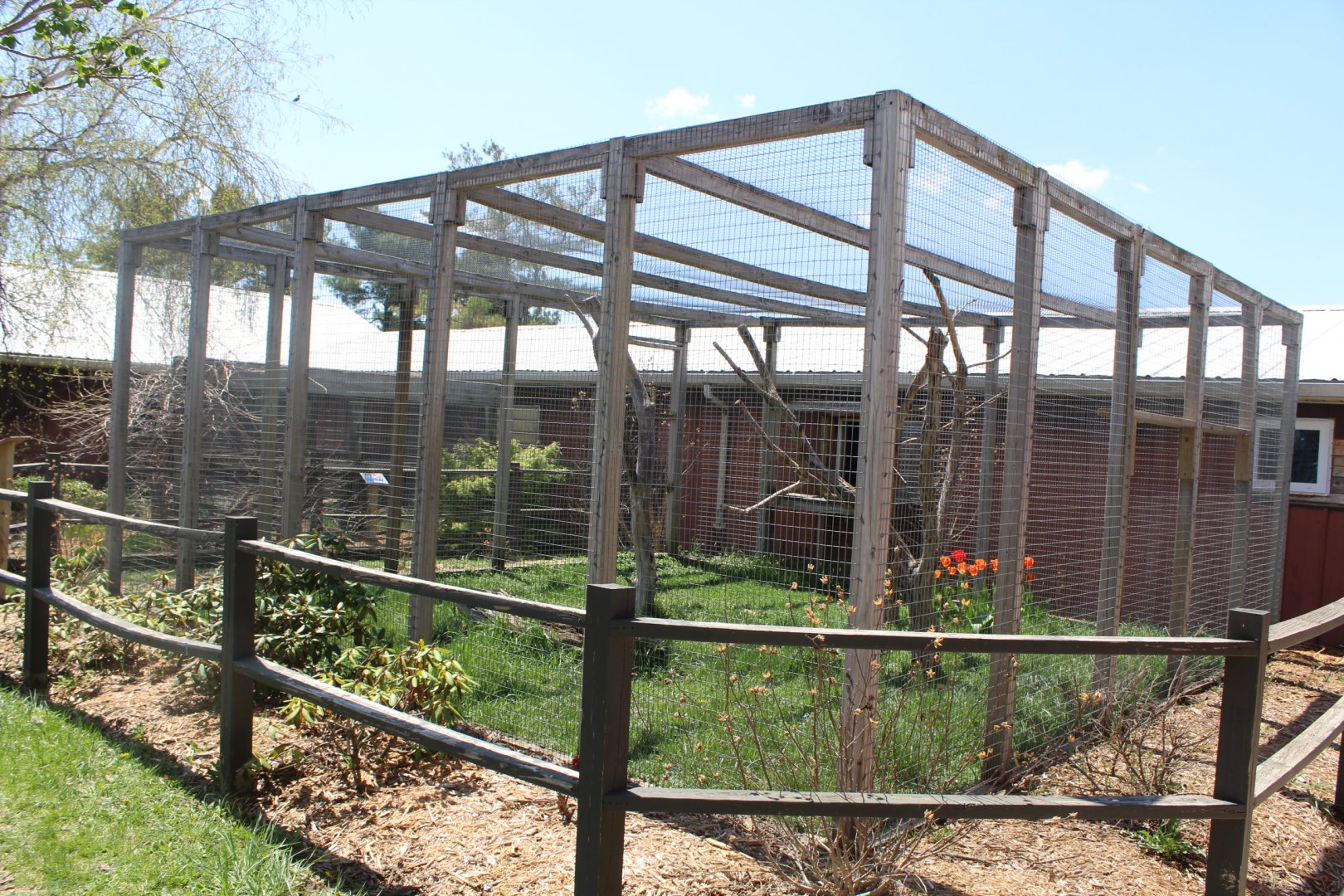 Ring-Tailed Lemur Outdoor Exhibit