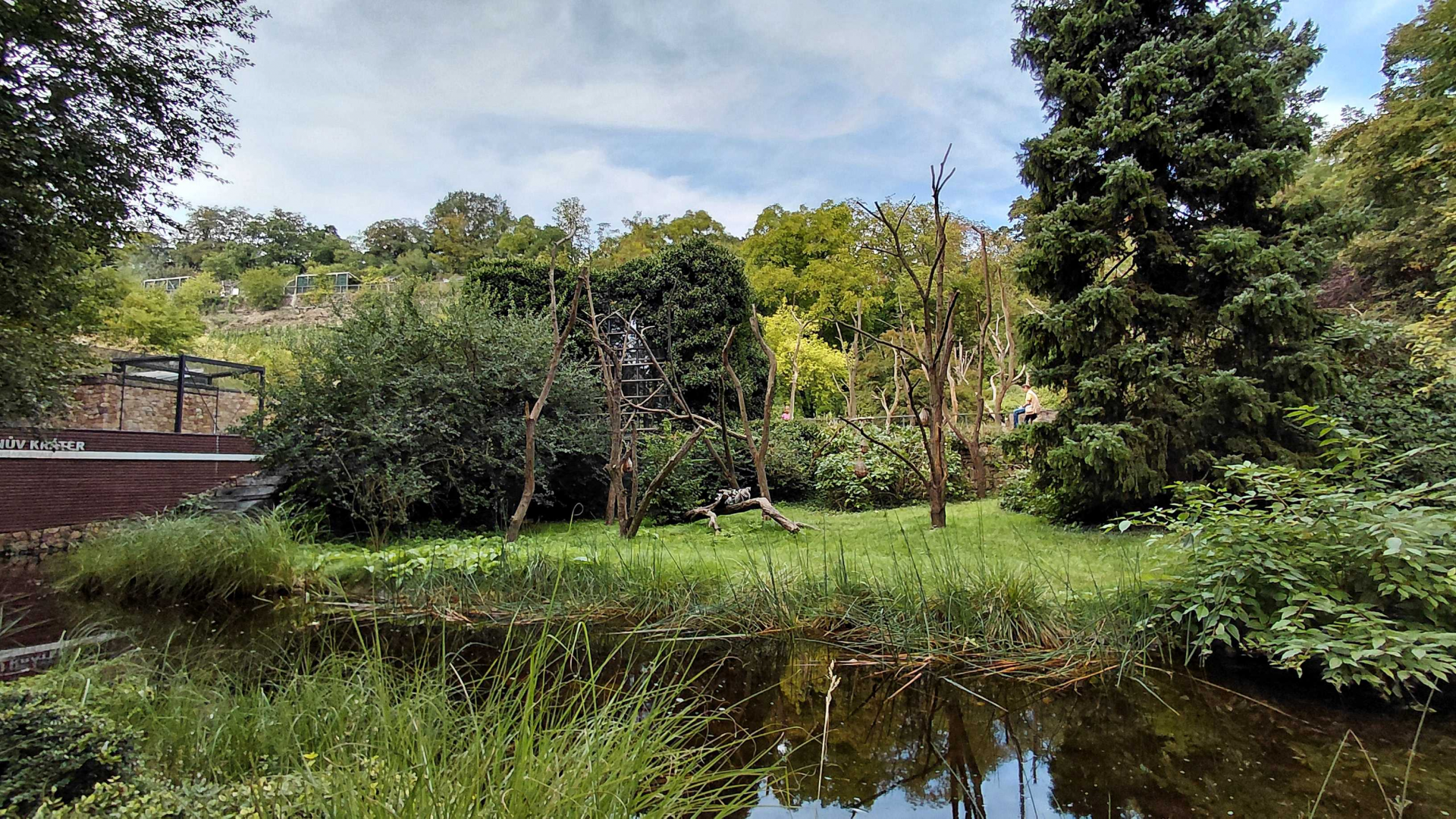 Ring-tailed lemur outdoor exhibit