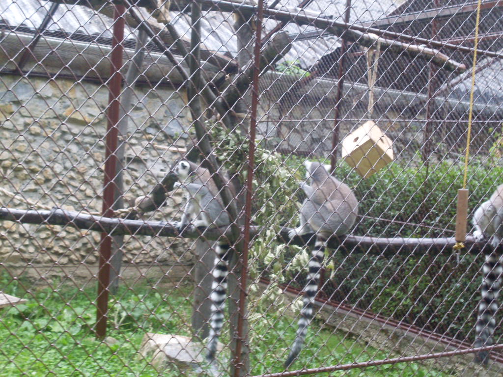 Ring-tailed lemur outdoor exhibit