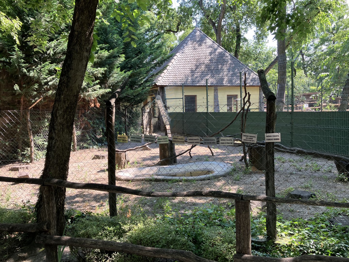 Ring-tailed lemur outdoors