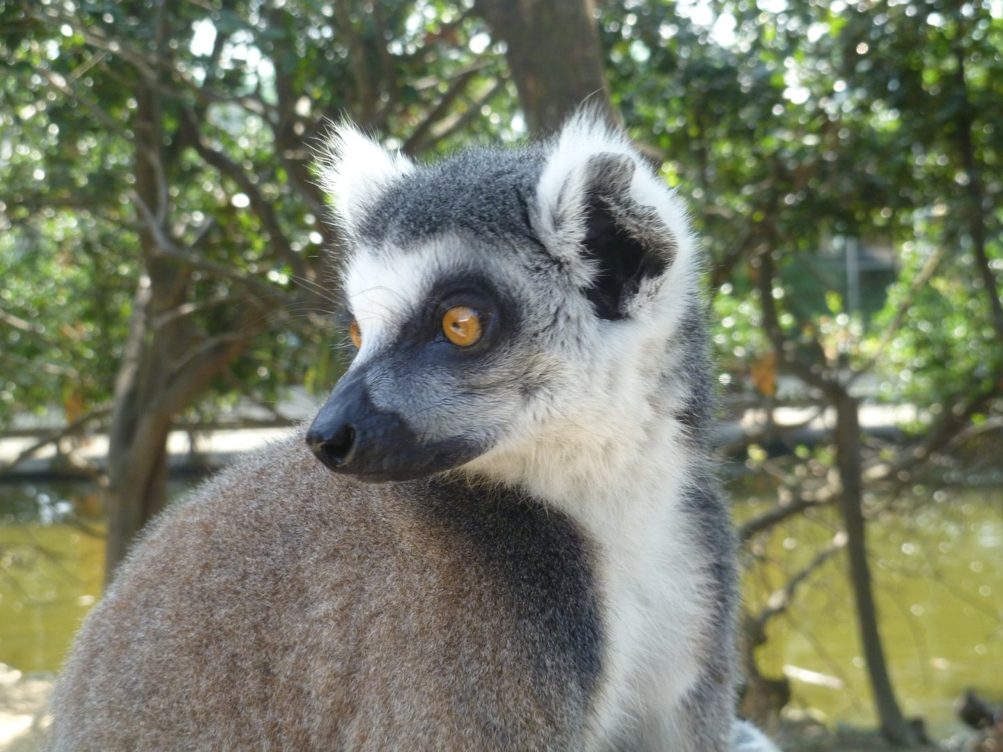 Ring-tailed lemur potrait
