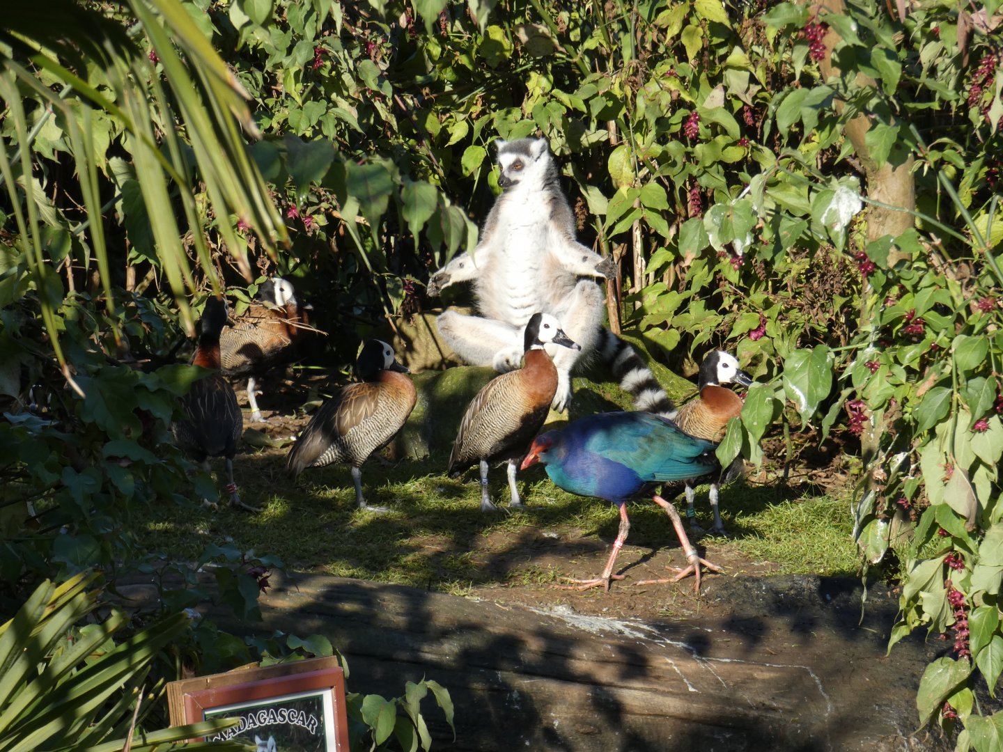 Ring-tailed Lemur, Purple Swamphen and White-faced Whistling Duck