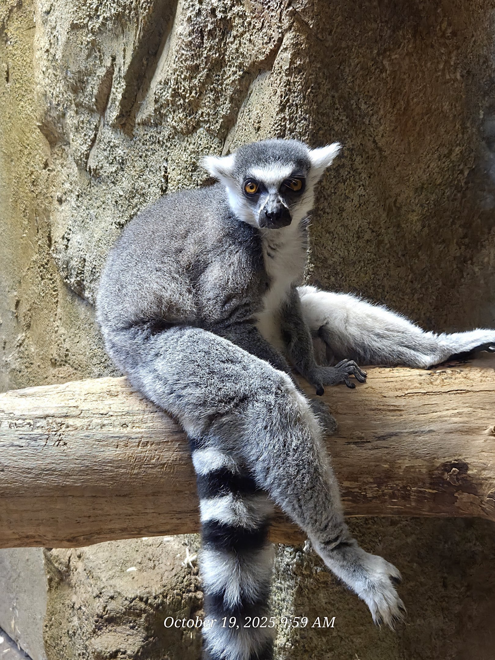 Ring-Tailed Lemur - Rainforest Adventures