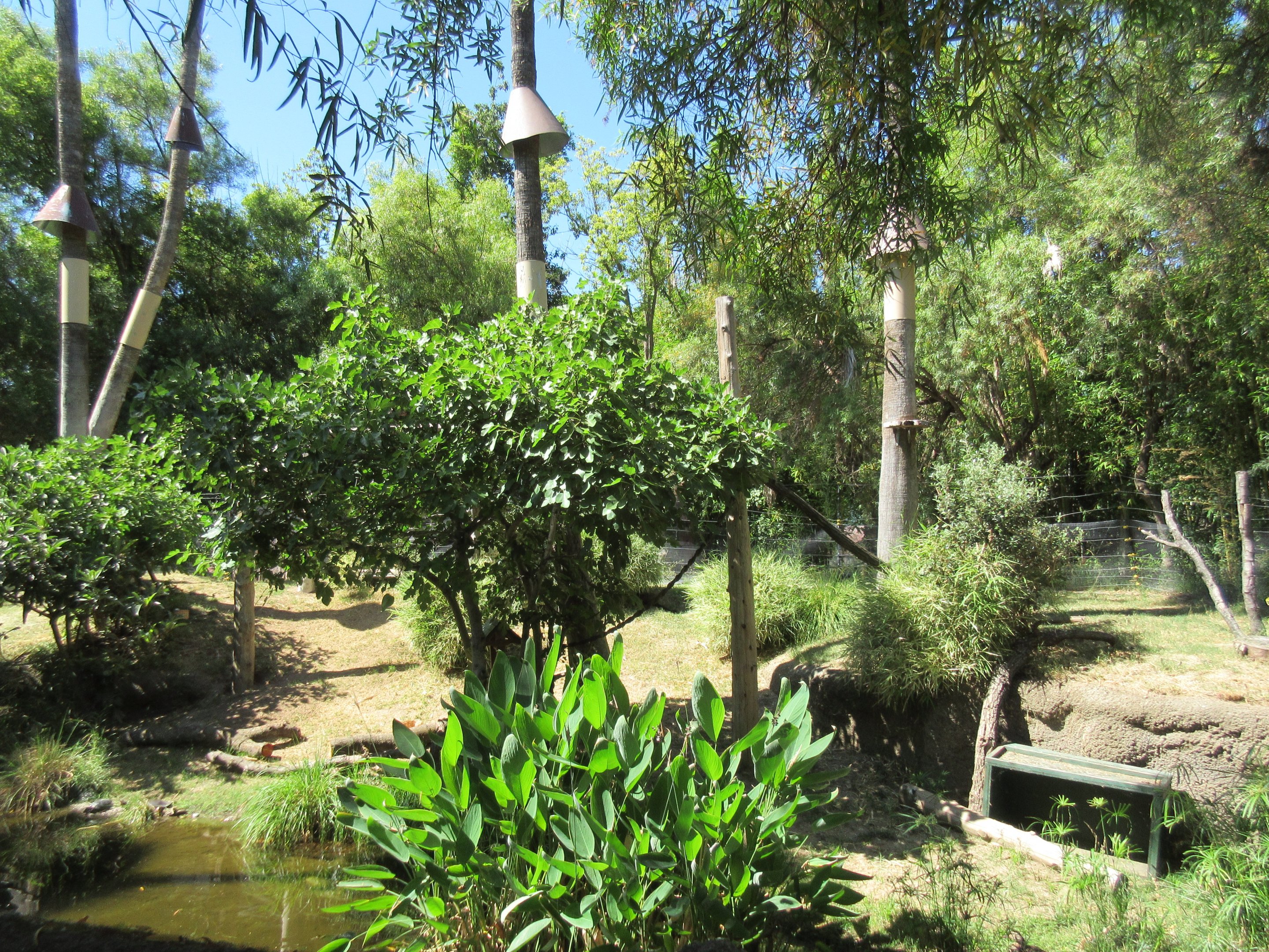 Ring-Tailed Lemur/Red Ruffed Lemur Exhibit