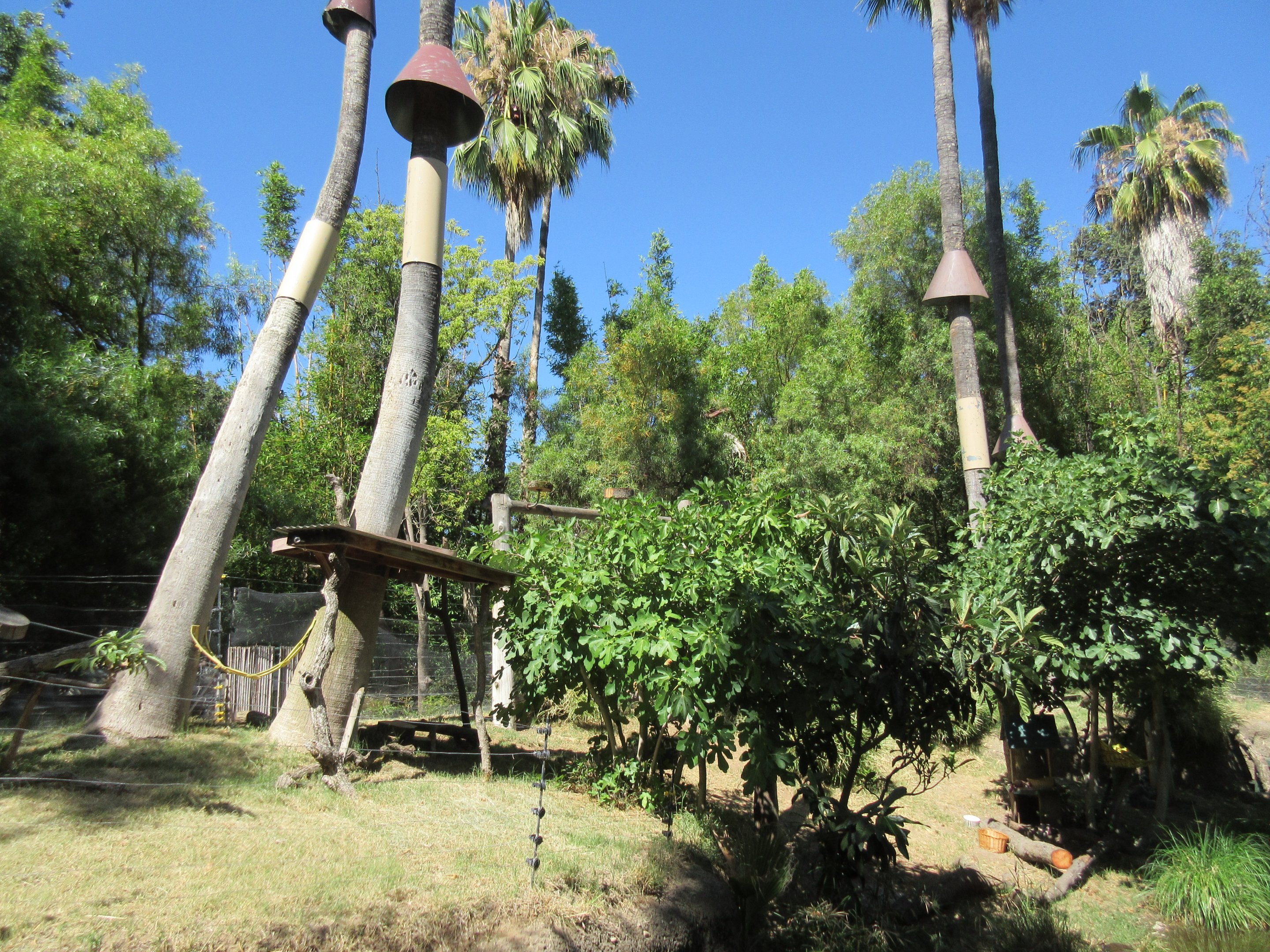 Ring-Tailed Lemur/Red Ruffed Lemur Exhibit