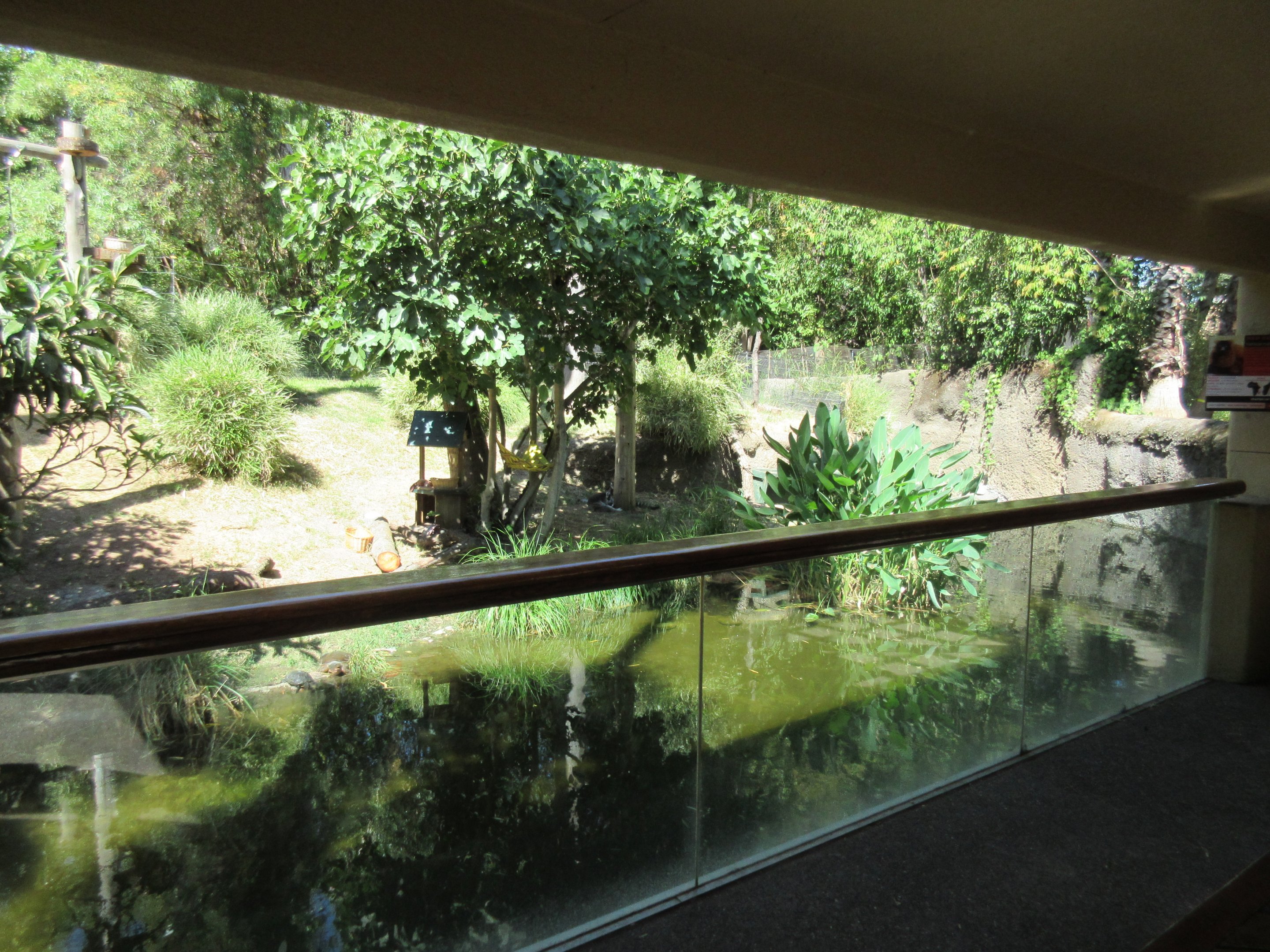 Ring-Tailed Lemur/Red Ruffed Lemur Exhibit