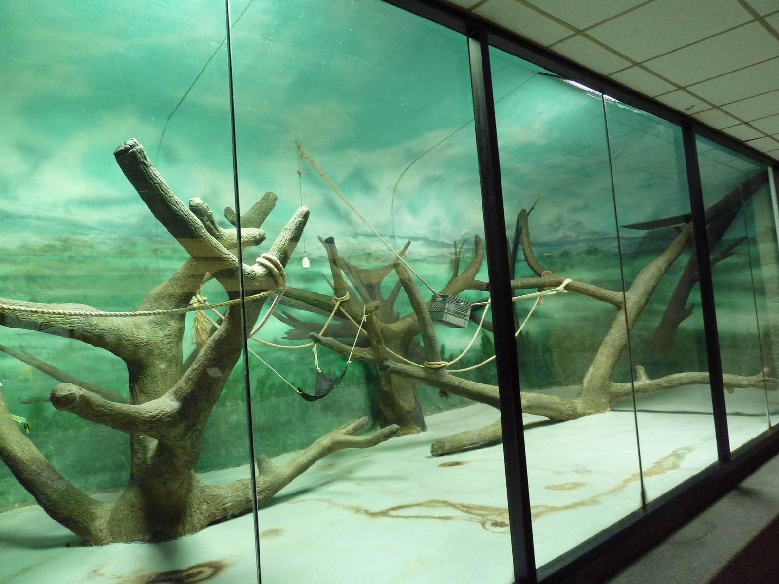 Ring-Tailed Lemur/Red Ruffed Lemur Indoor Exhibit