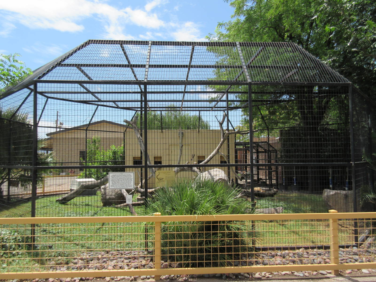 Ring-Tailed Lemur/Reeve's Muntjac/African Spurred Tortoise Exhibit