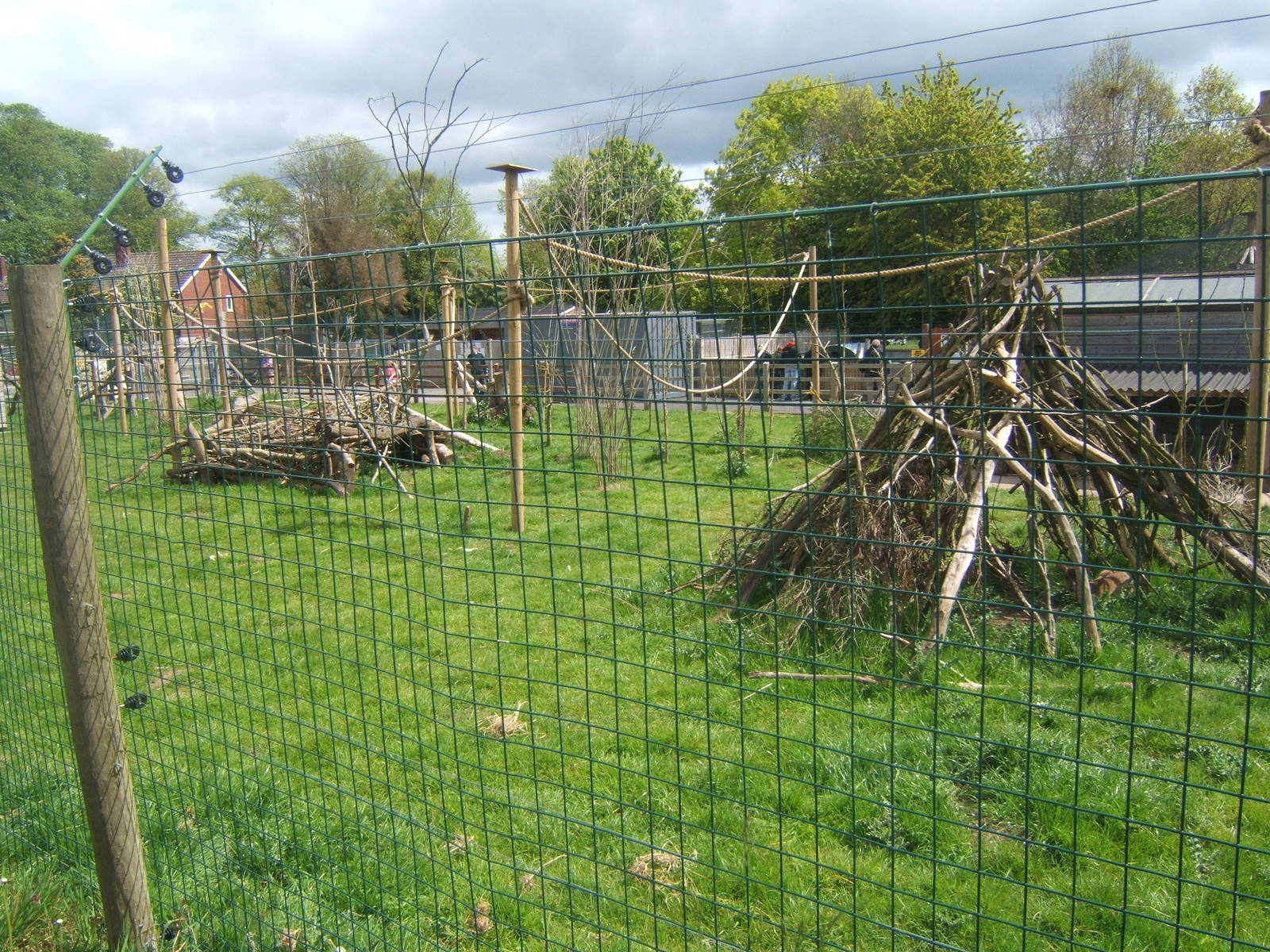Ring-tailed Lemur/Reevse Muntjac enclosure