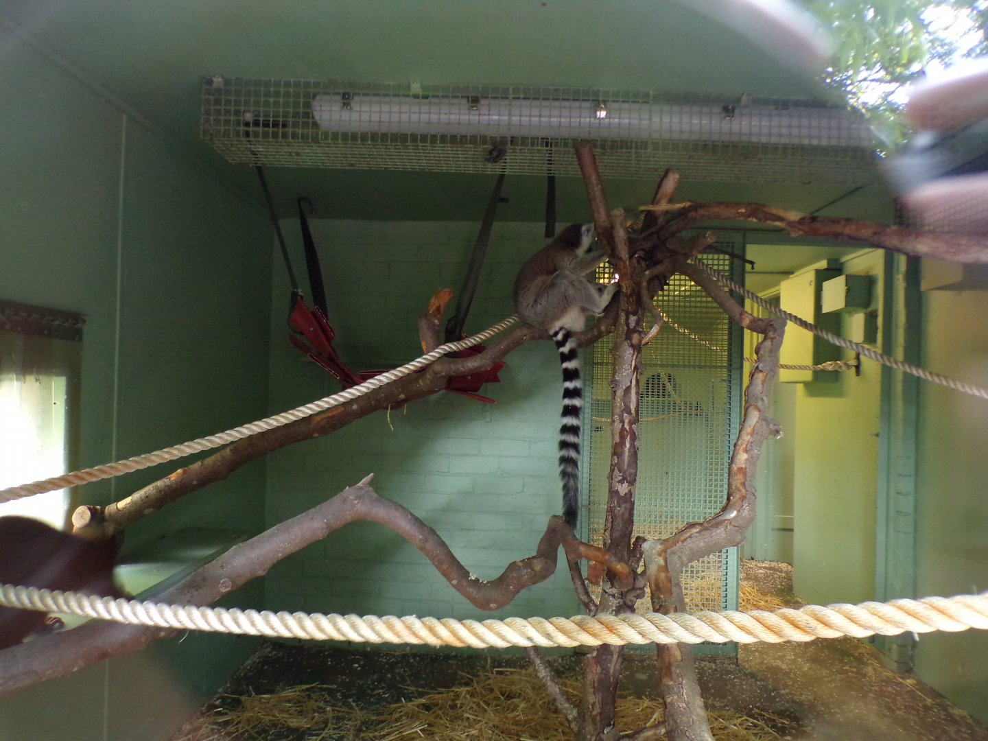 Ring-tailed lemur refurbished indoor area 9.9.23