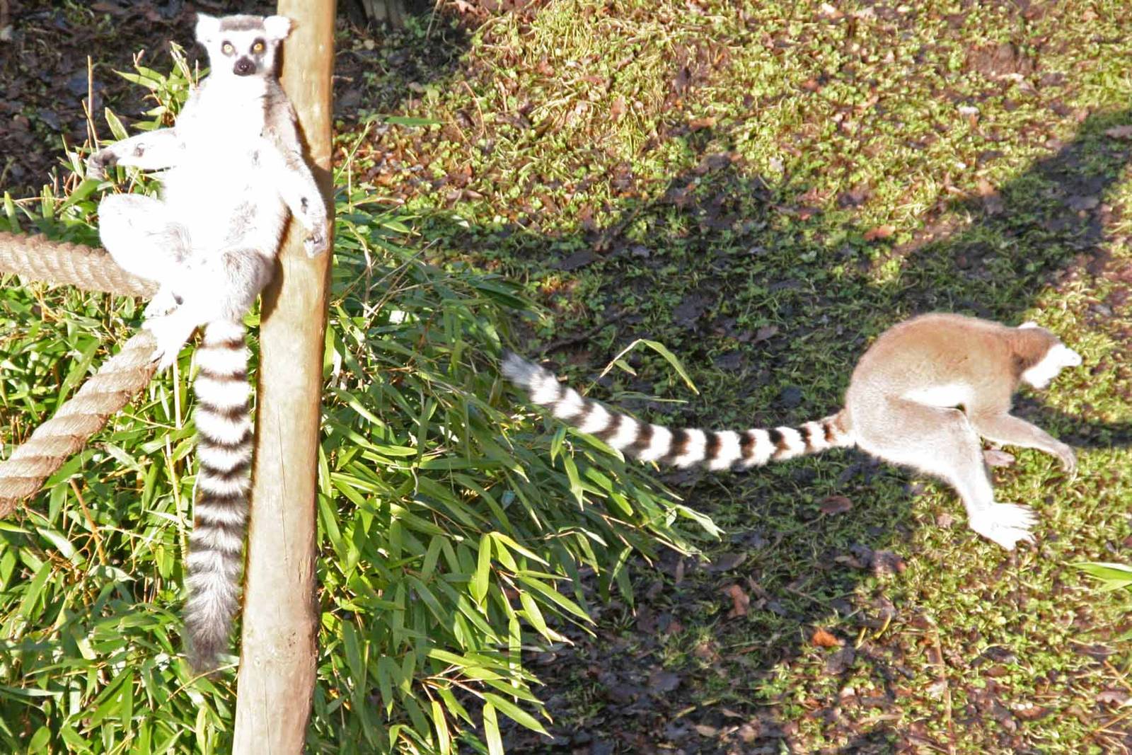 Ring Tailed Lemur relaxing while another jumps