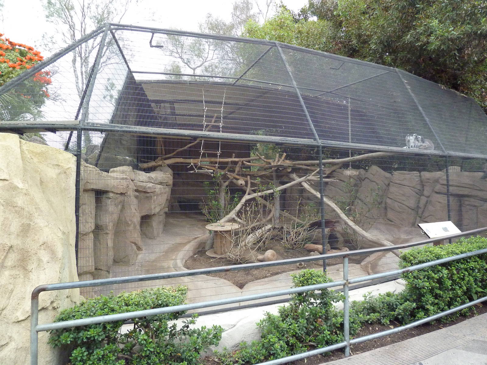 Ring-Tailed Lemur/Rock Hyrax Exhibit