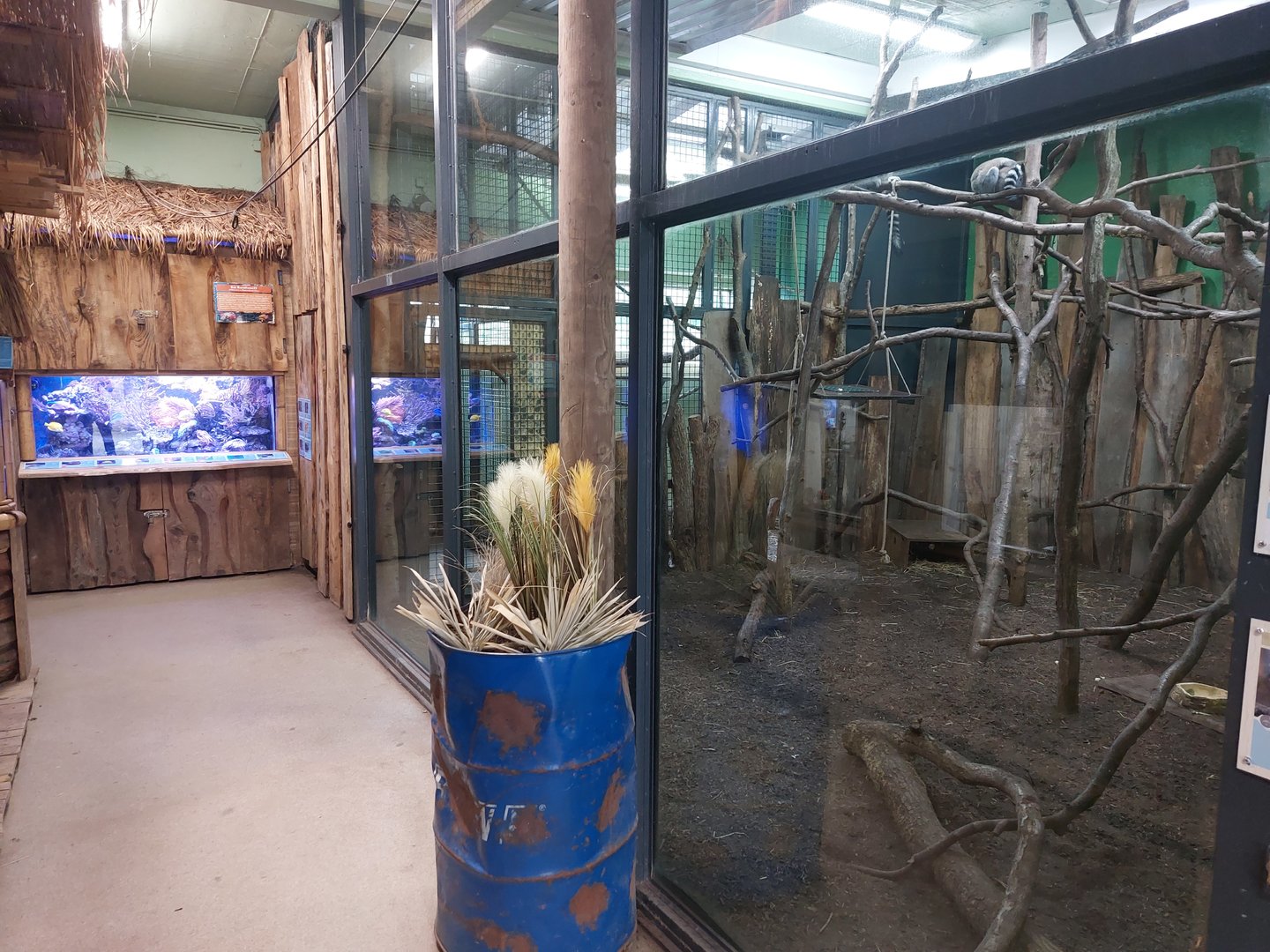 Ring-tailed lemur & rock hyrax indoor enclosure