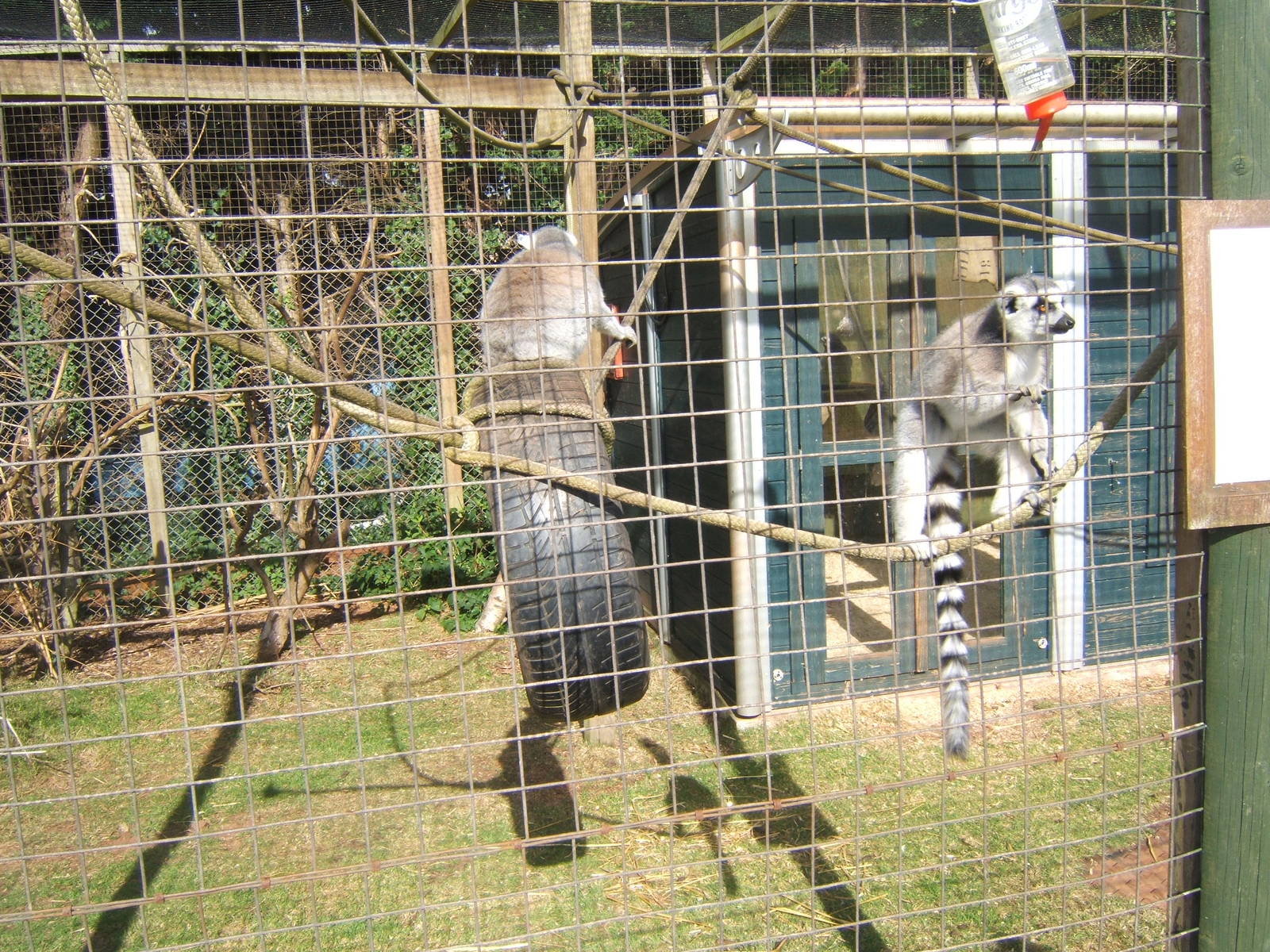 Ring-tailed Lemur`s