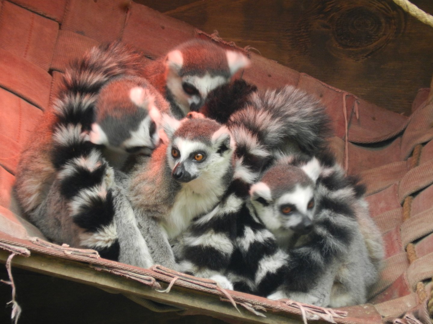 Ring-tailed lemur - Santiago zoo (Zoologico nacional)