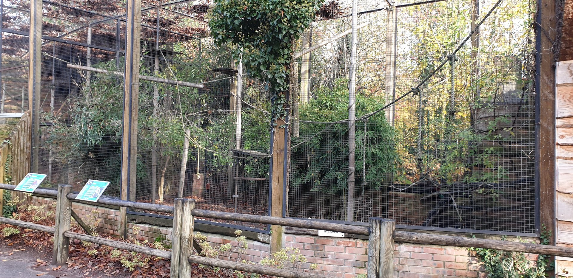 Ring-tailed lemur - Satyr tragopan enclosure