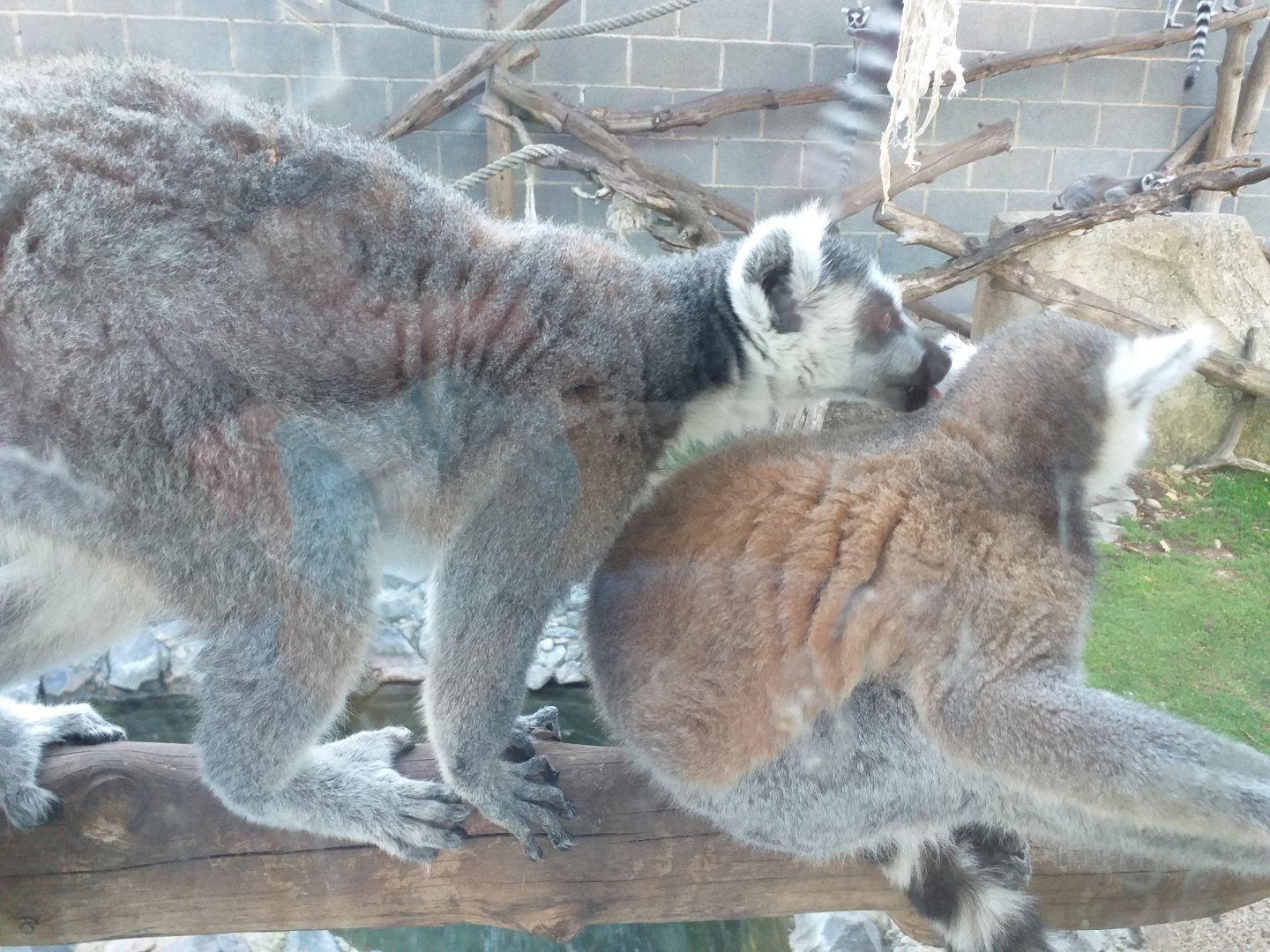 Ring-tailed lemur -Sendaviva (2020)