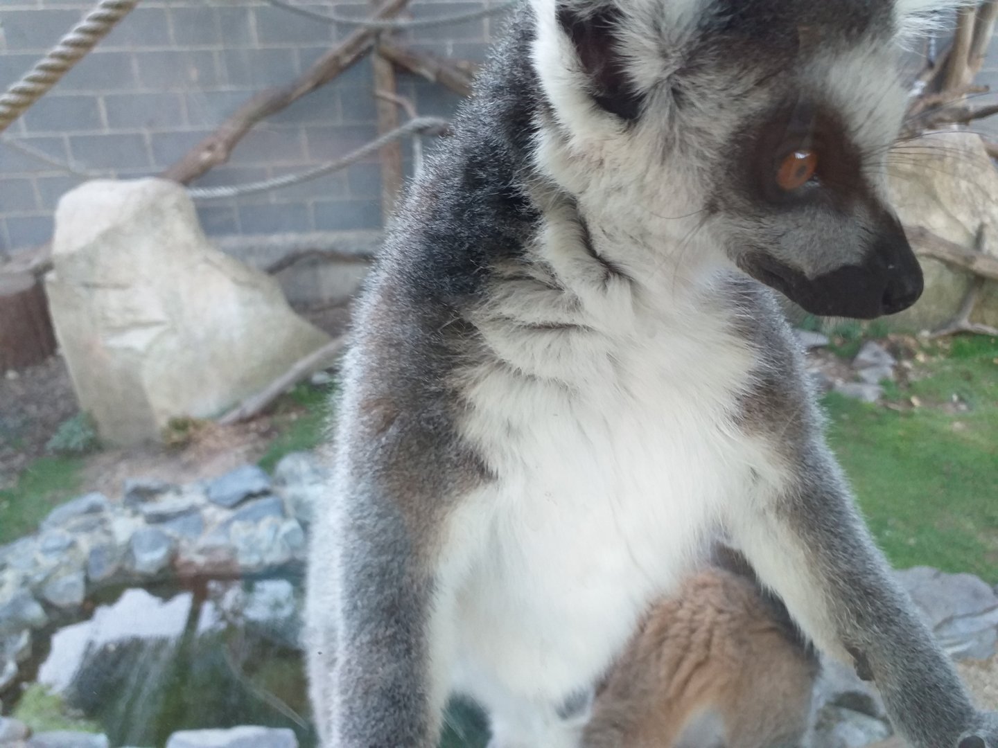 Ring-tailed lemur -Sendaviva (2020)