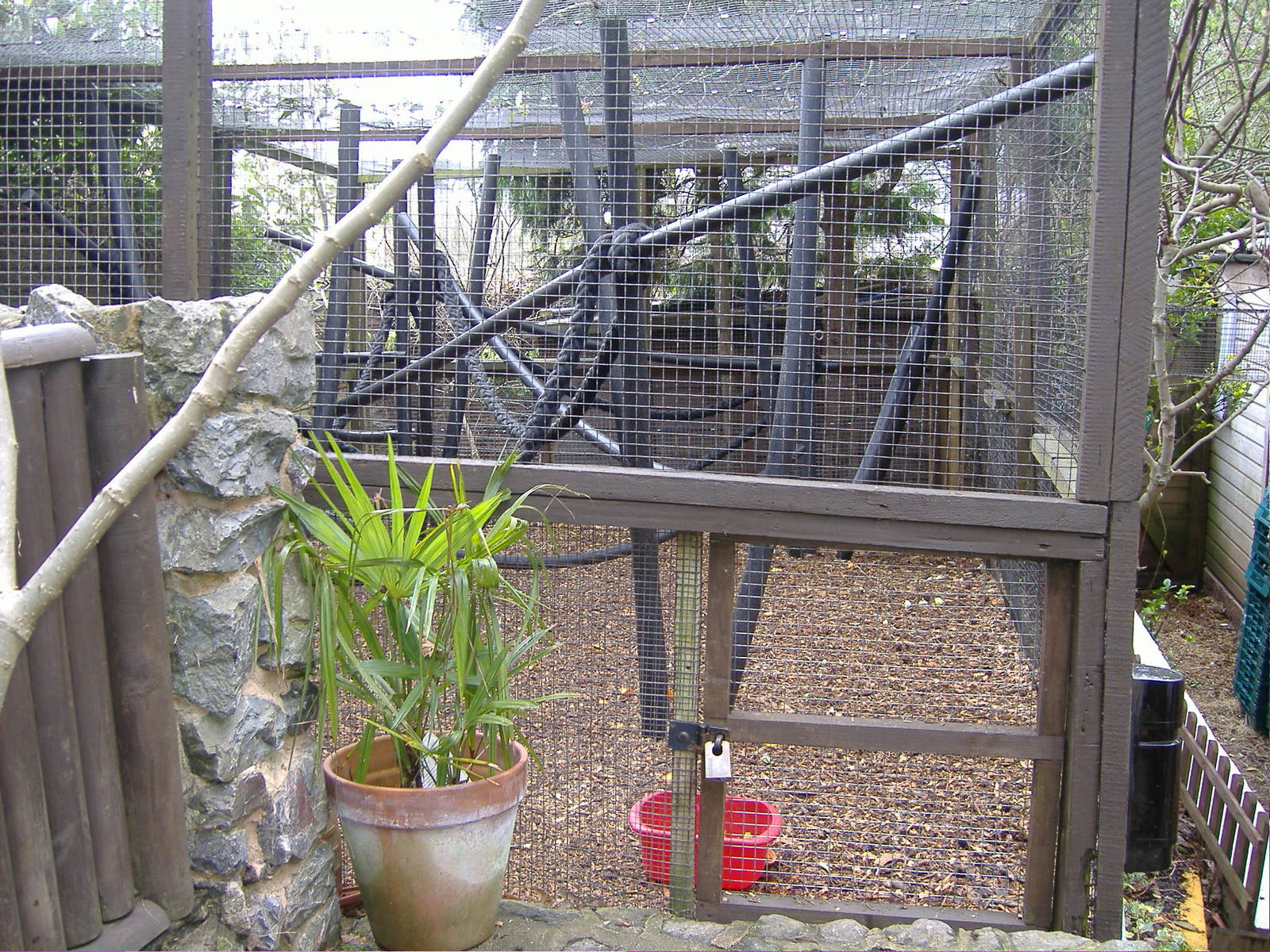 Ring Tailed Lemur Shaldon Zoo