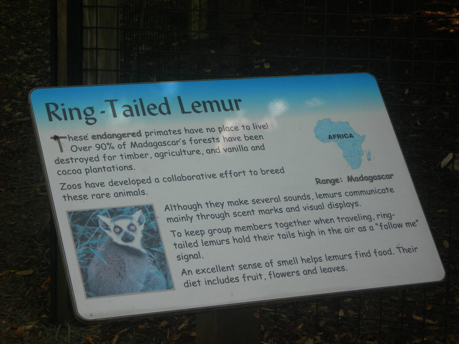 Ring Tailed Lemur sign