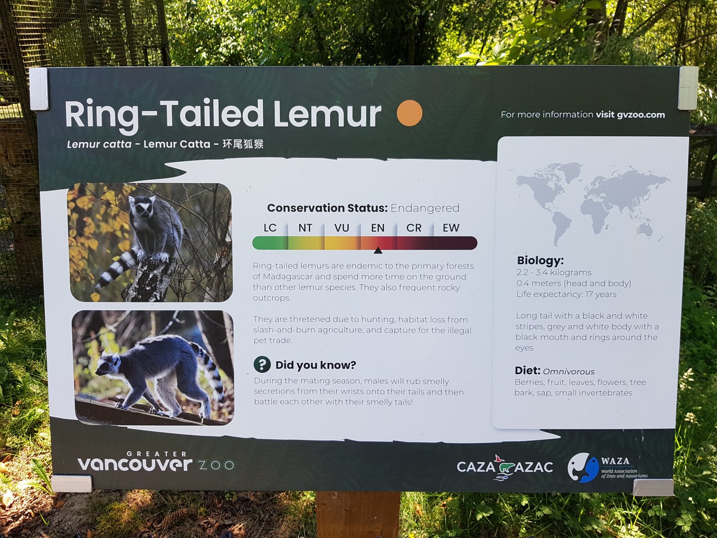 Ring-Tailed Lemur Sign