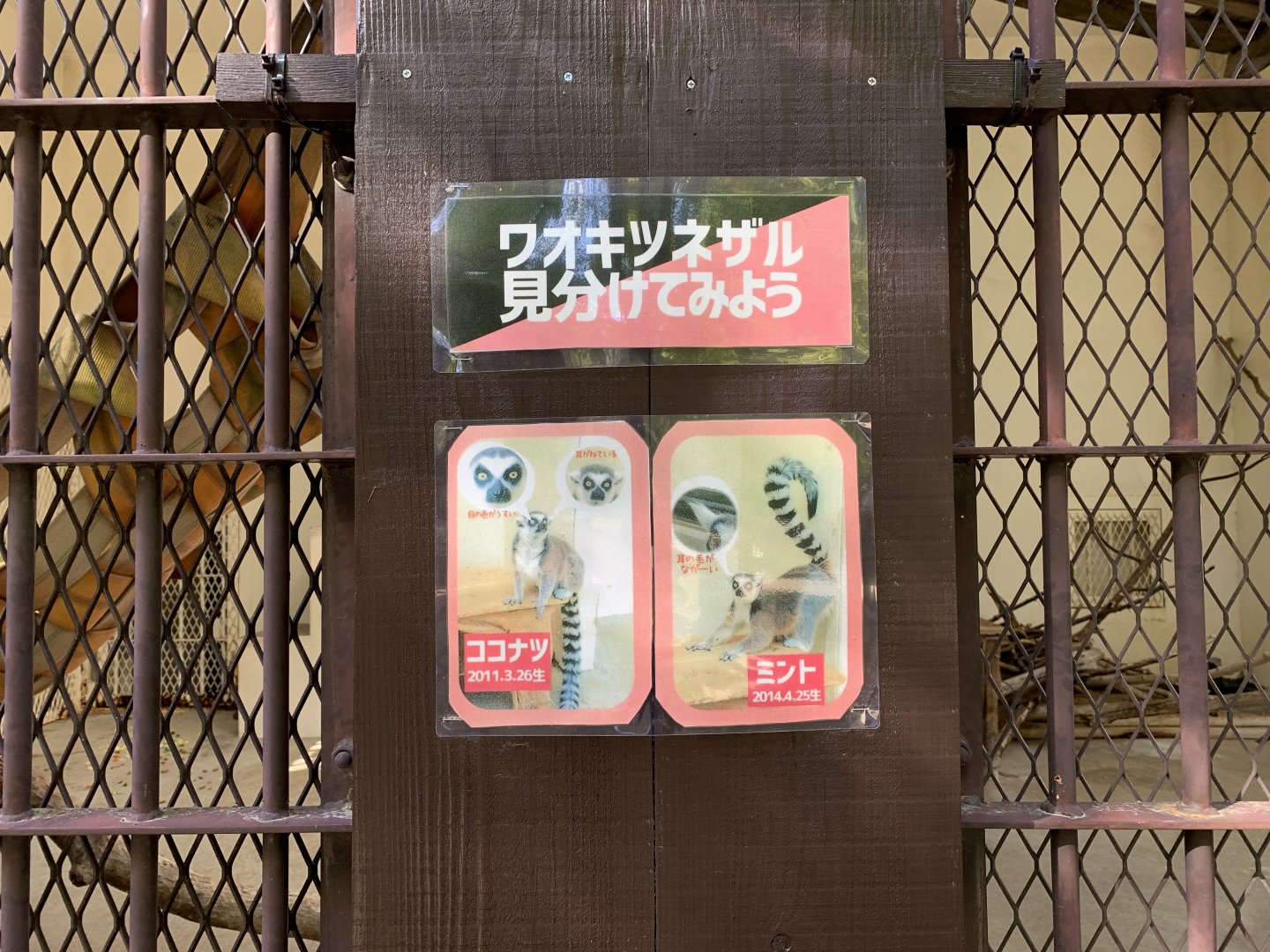 Ring-tailed Lemur Signage (Himeji City Zoo)