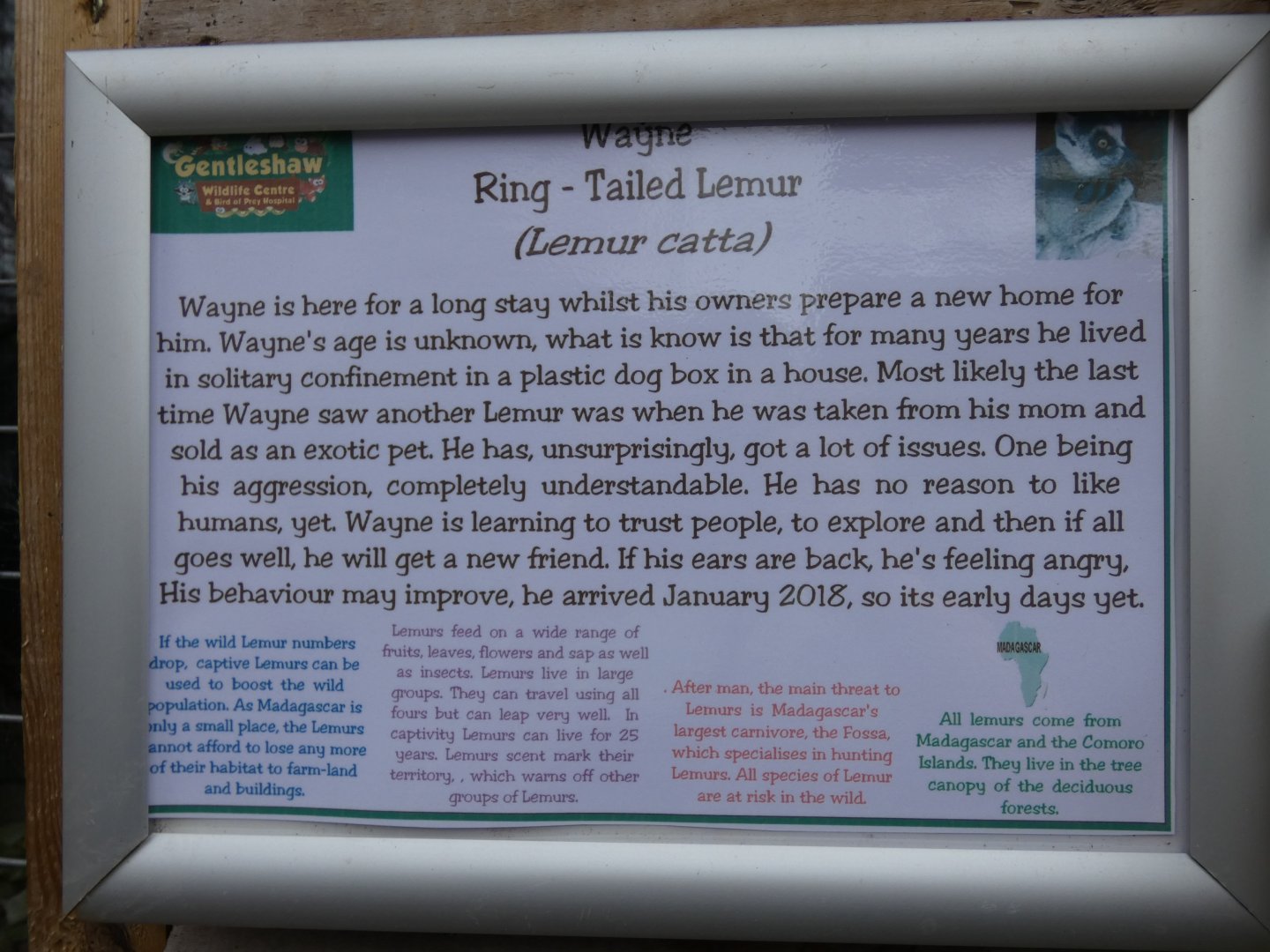 Ring-tailed Lemur signage