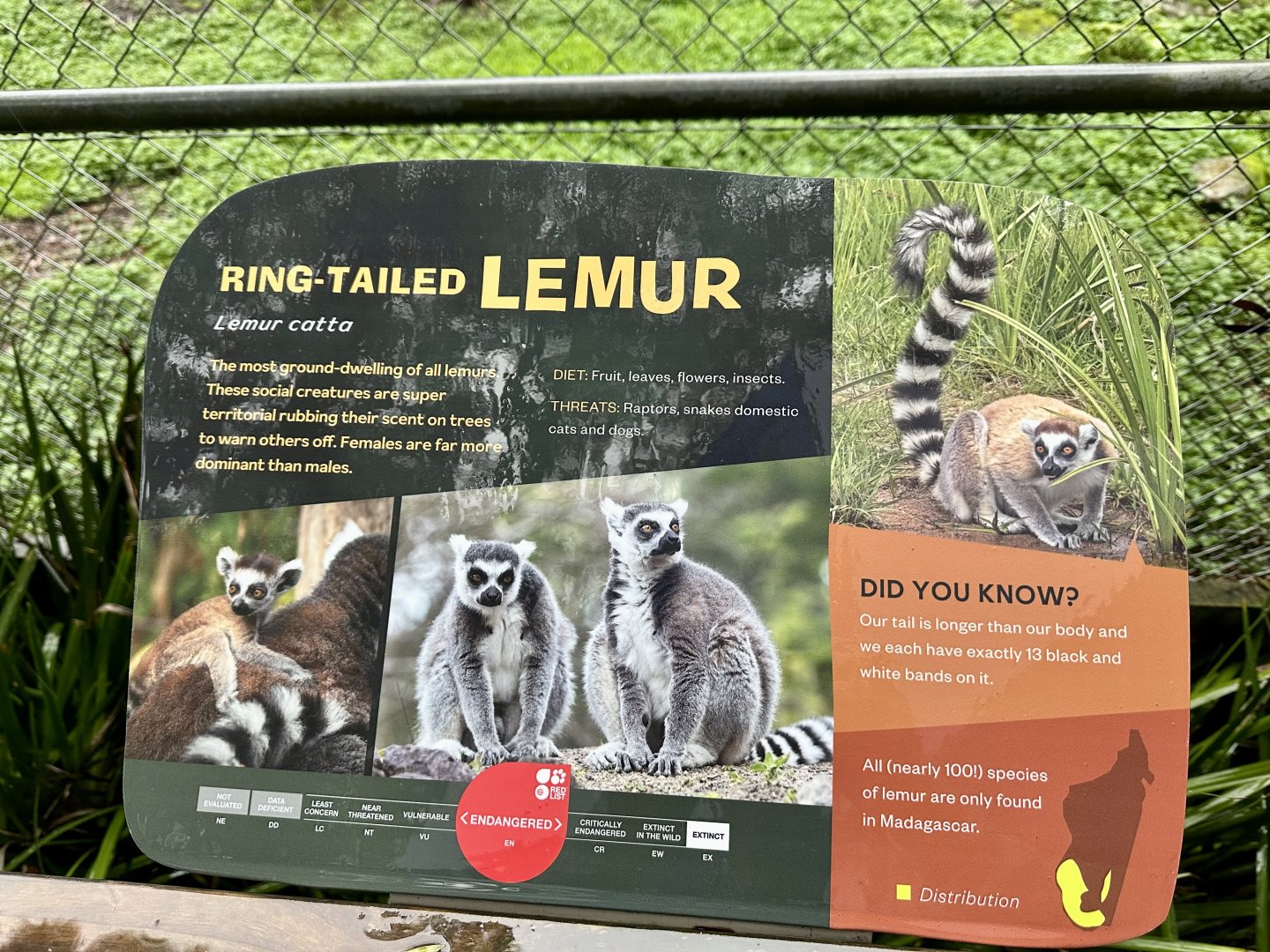 Ring-tailed Lemur Signage