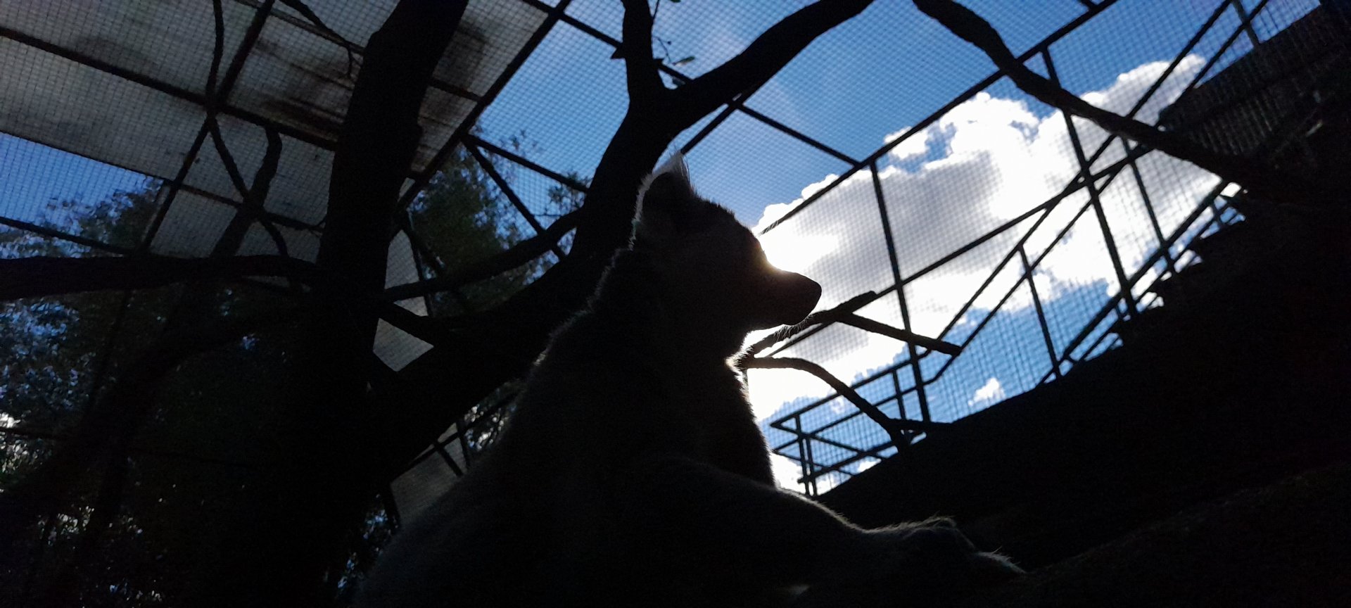 Ring-tailed lemur silhouette (Lemur catta)