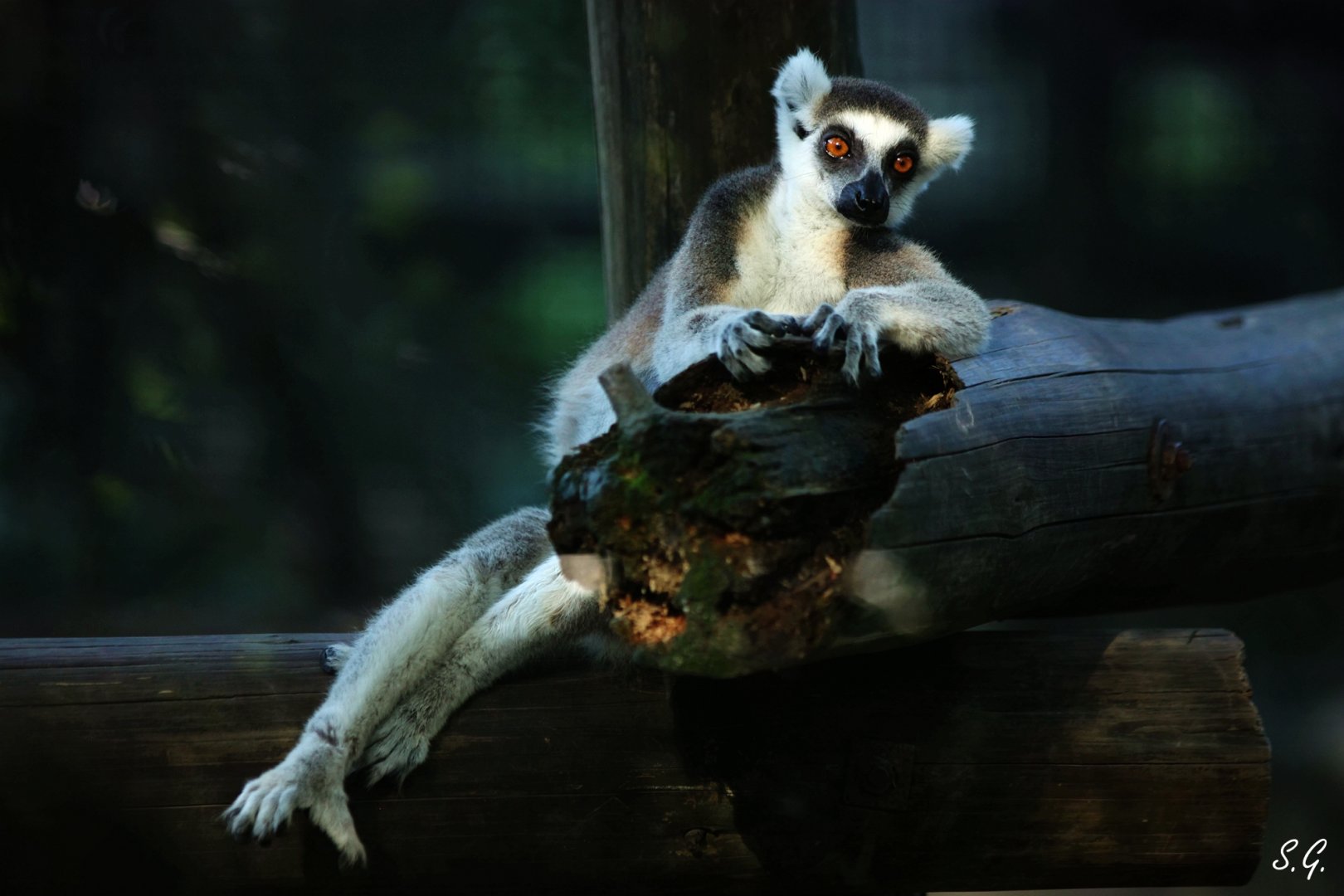 Ring-tailed lemur sitting